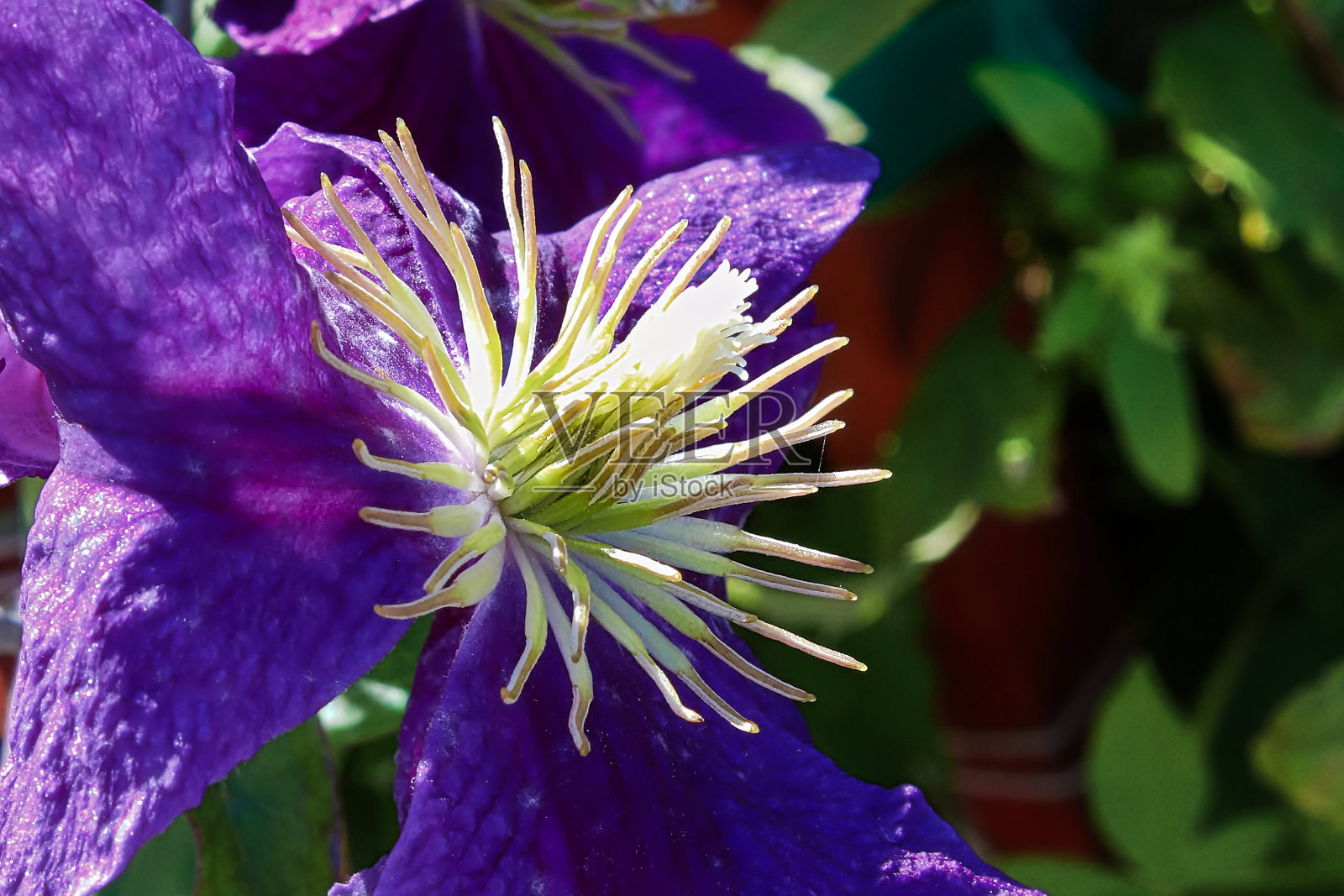 铁线莲花心的花瓣照片摄影图片