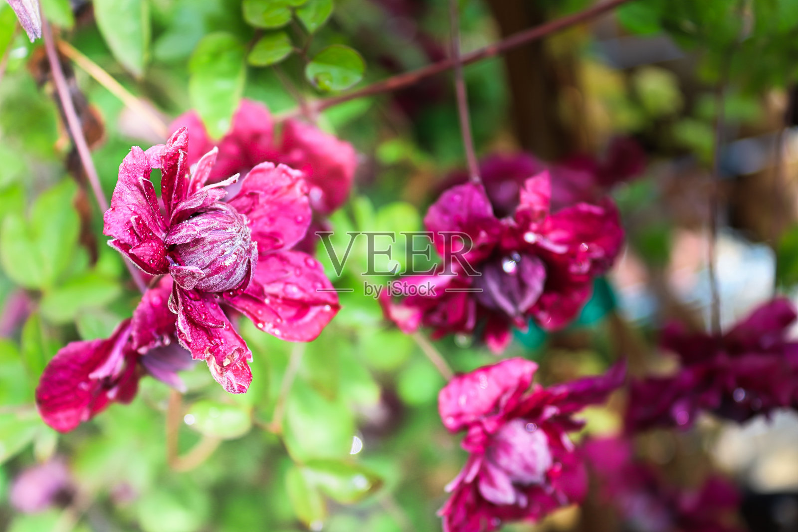 铁线莲花瓣中心的特写照片摄影图片