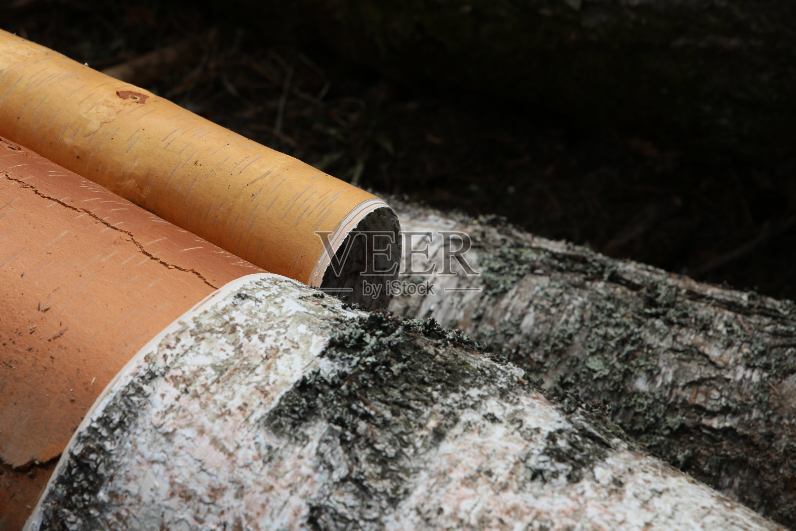 黑白桦树皮特写森林背景照片摄影图片