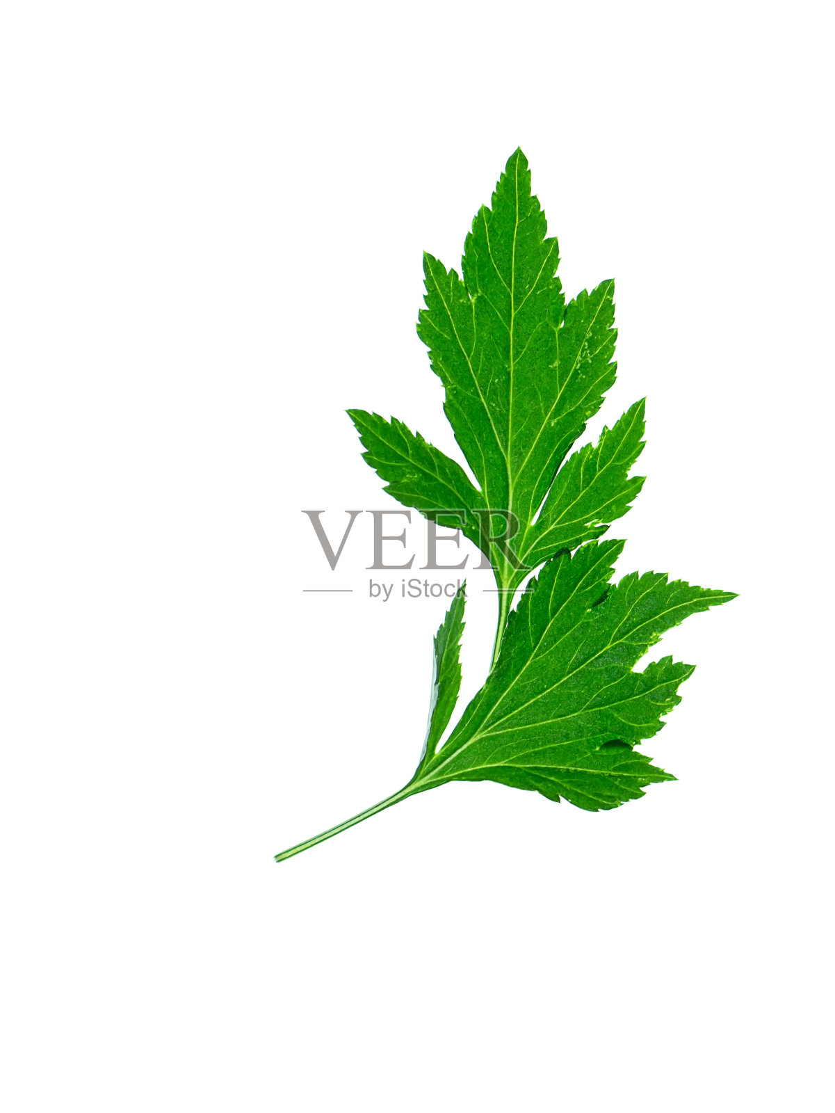 特写白艾叶照片摄影图片