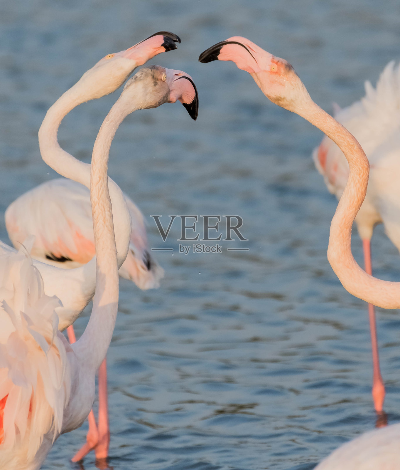 阿拉伯联合酋长国迪拜拉斯奥尔野生动物保护区(湿地保护区)的加勒比粉红火烈鸟照片摄影图片
