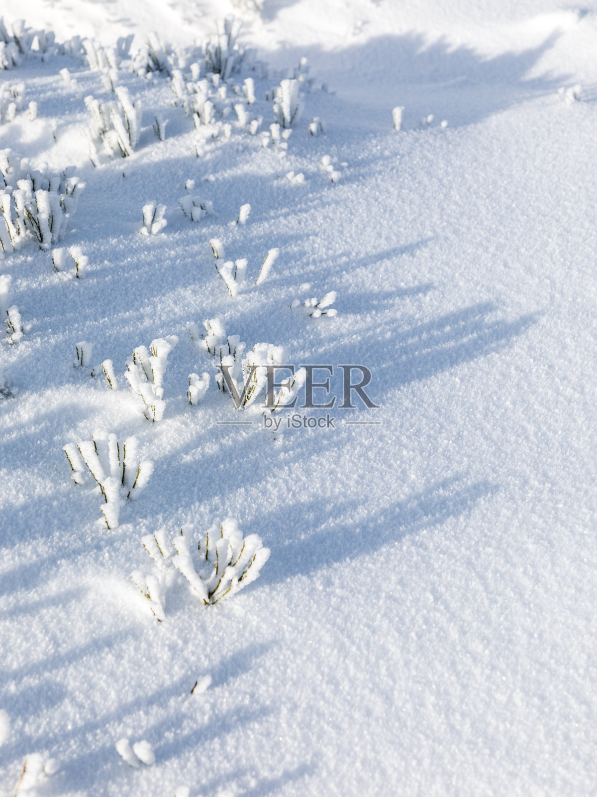 白雪覆盖的树枝在雪地上形成了阴影照片摄影图片