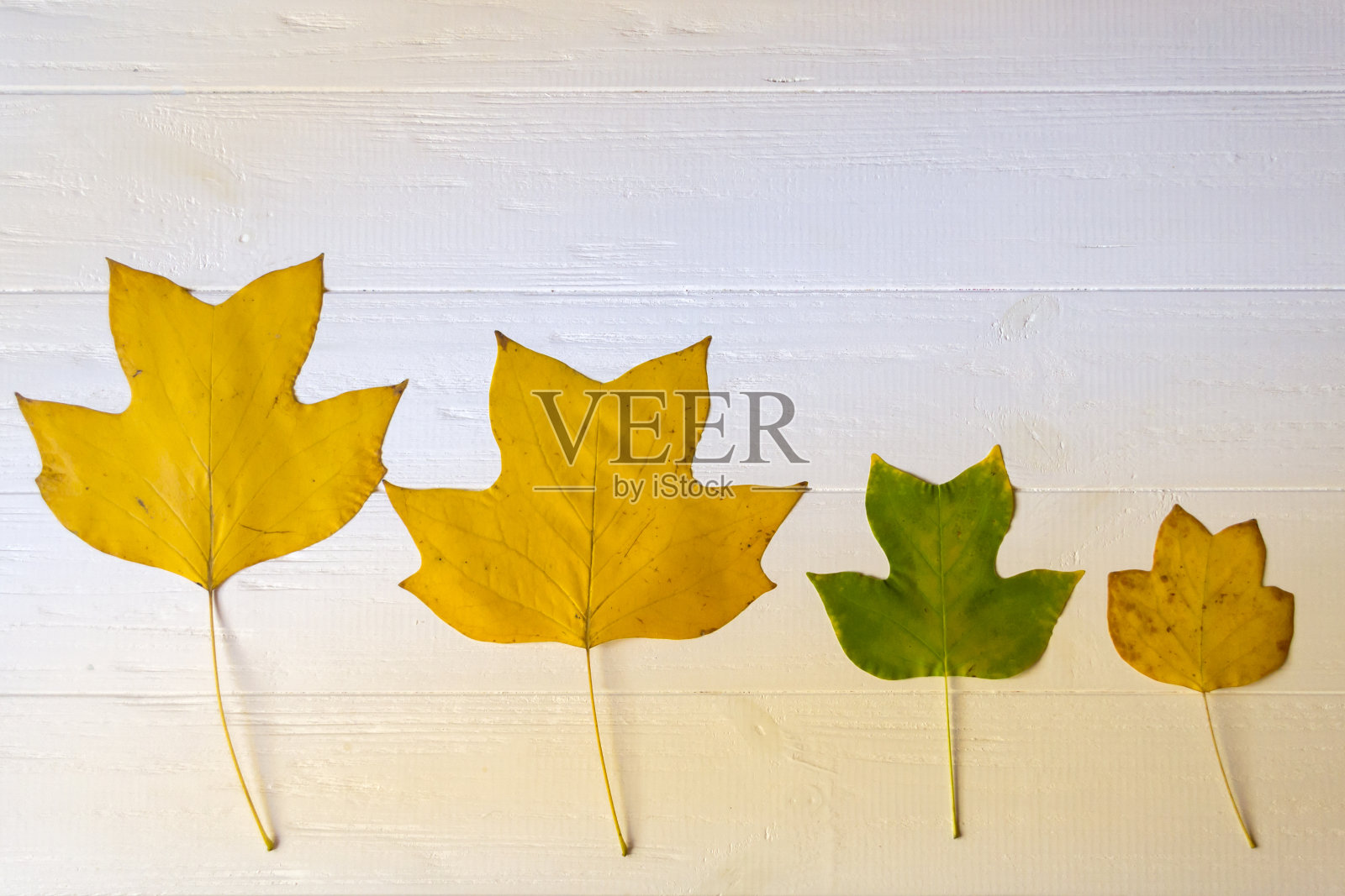 白色木质背景上的秋叶。明亮的模式。照片摄影图片