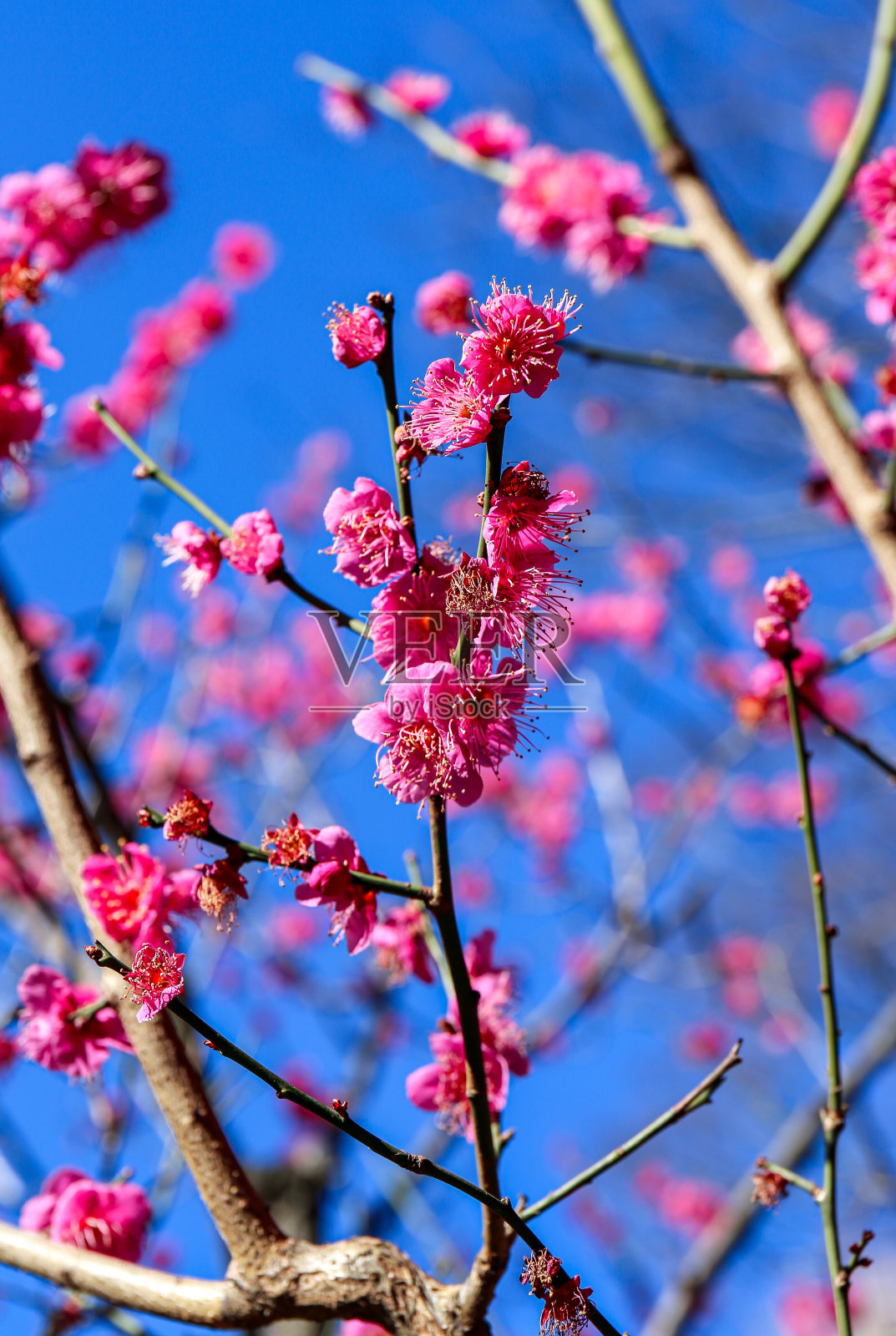 樱花盛开在阳光明媚的春天东京照片摄影图片