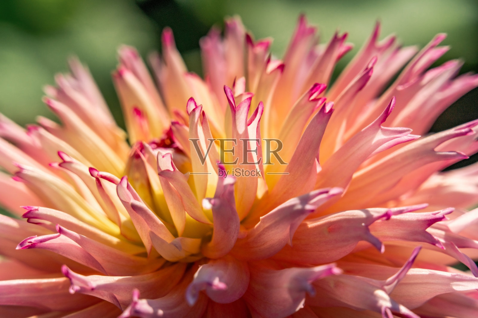 微距拍摄的尖花瓣的粉红色和黄色的大丽花照片摄影图片