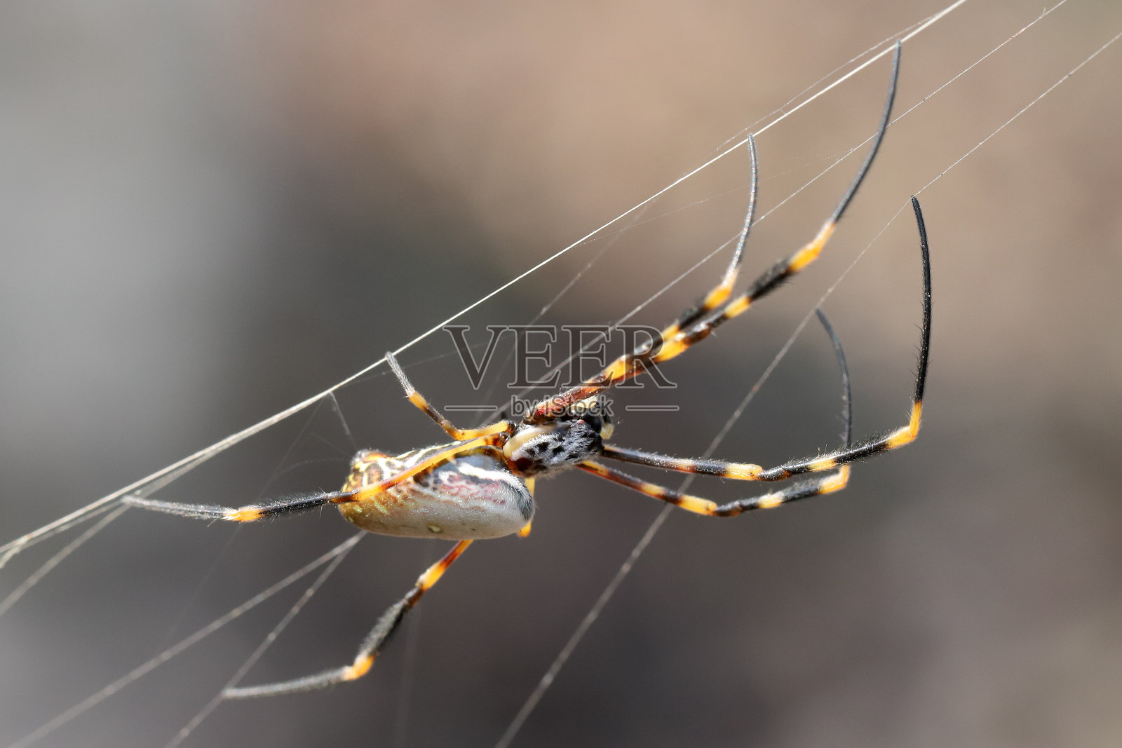 Orb韦弗蜘蛛照片摄影图片