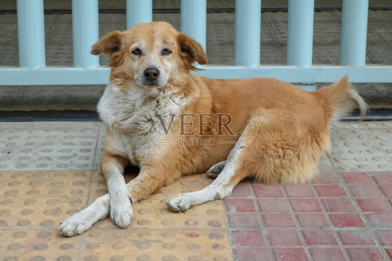 可爱的宠物狗坐在主人的门前照片摄影图片
