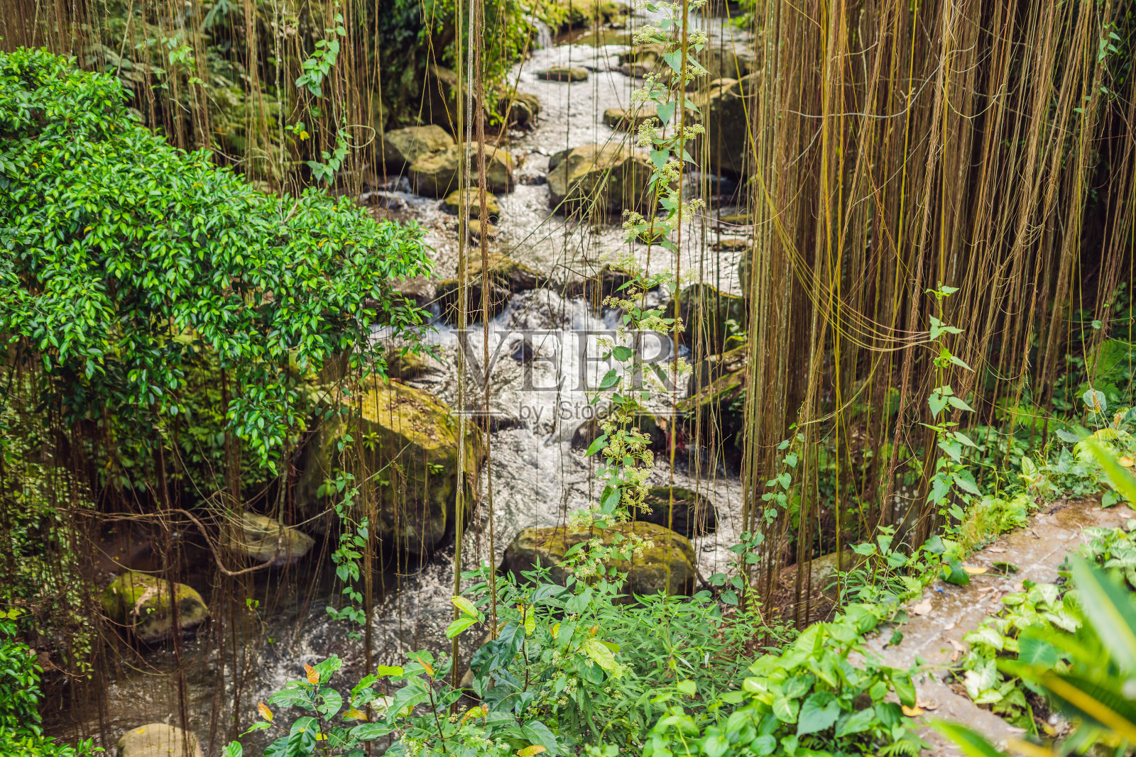 攀缘植物的特写,攀缘植物的大树上在阳光明媚的夏天与河流的背景。一个美丽的自然艺术背景和模板照片摄影图片