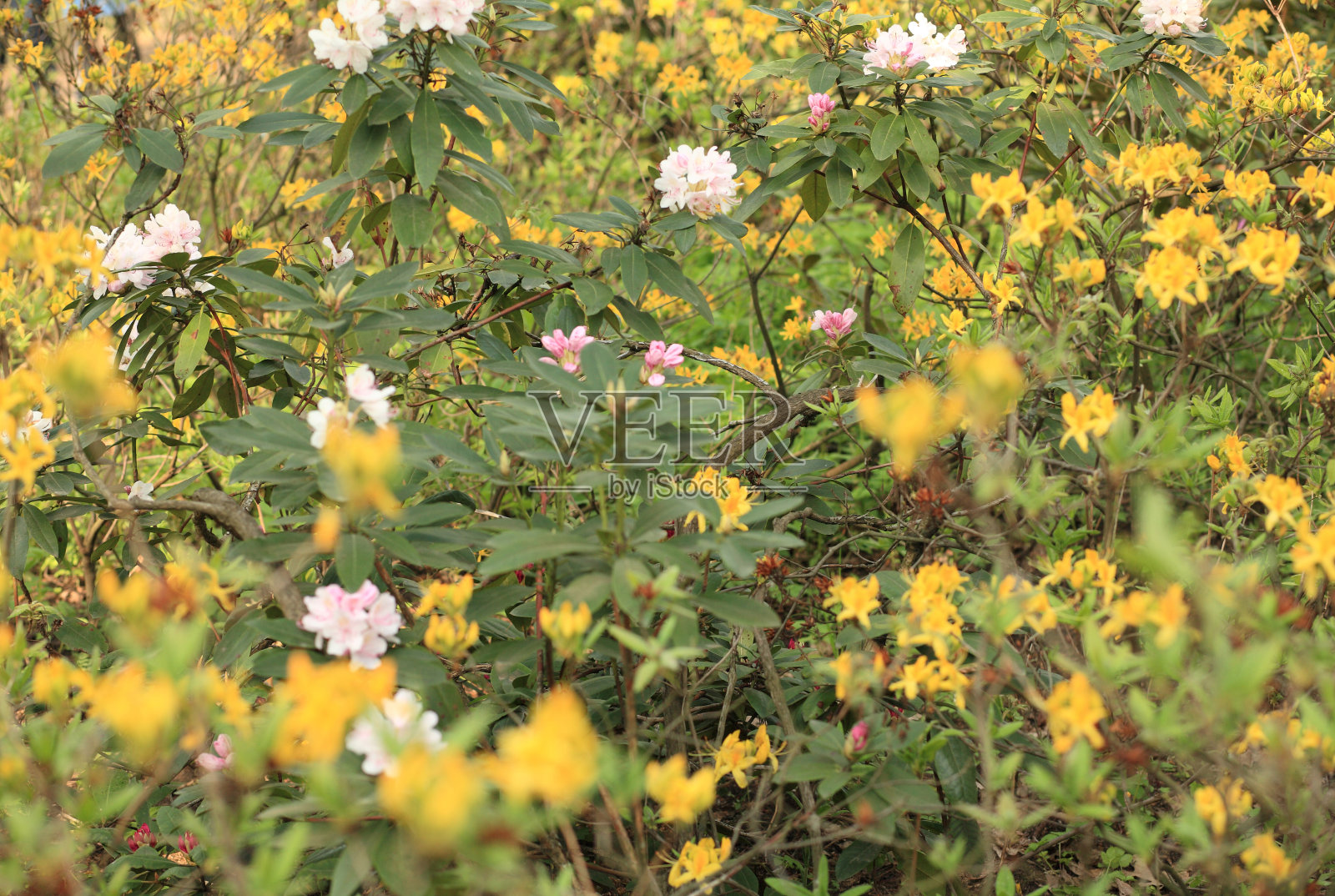春天的黄花照片摄影图片