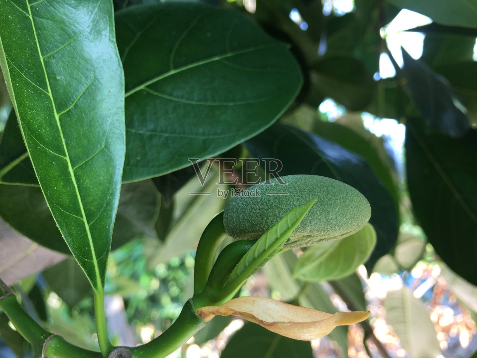 绿色的菠萝蜜在花园里照片摄影图片