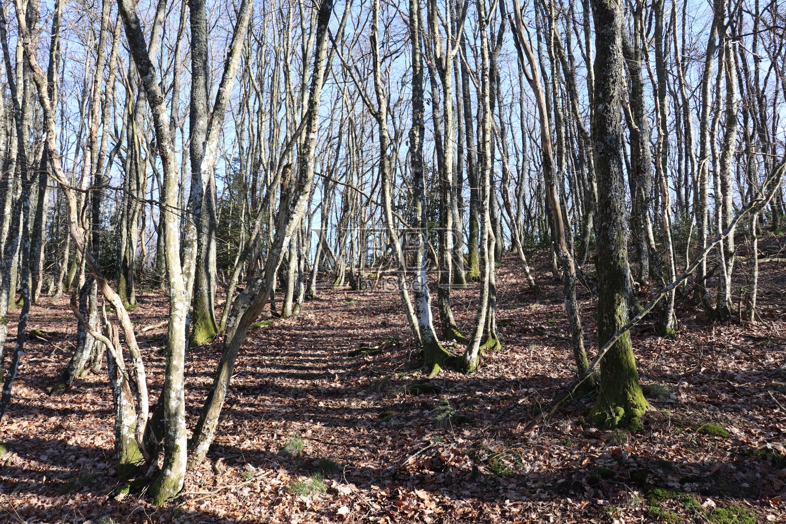 冬天马尔瓦尔山口周围的森林照片摄影图片