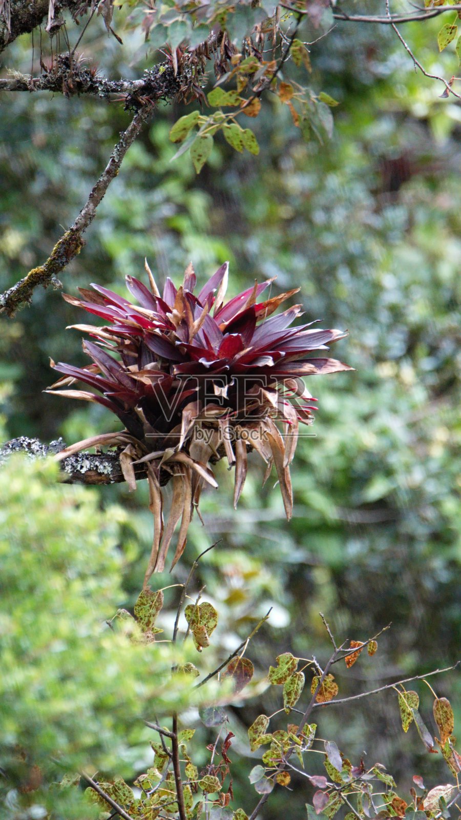 厄瓜多尔埃尔卡哈斯国家公园的红凤梨照片摄影图片
