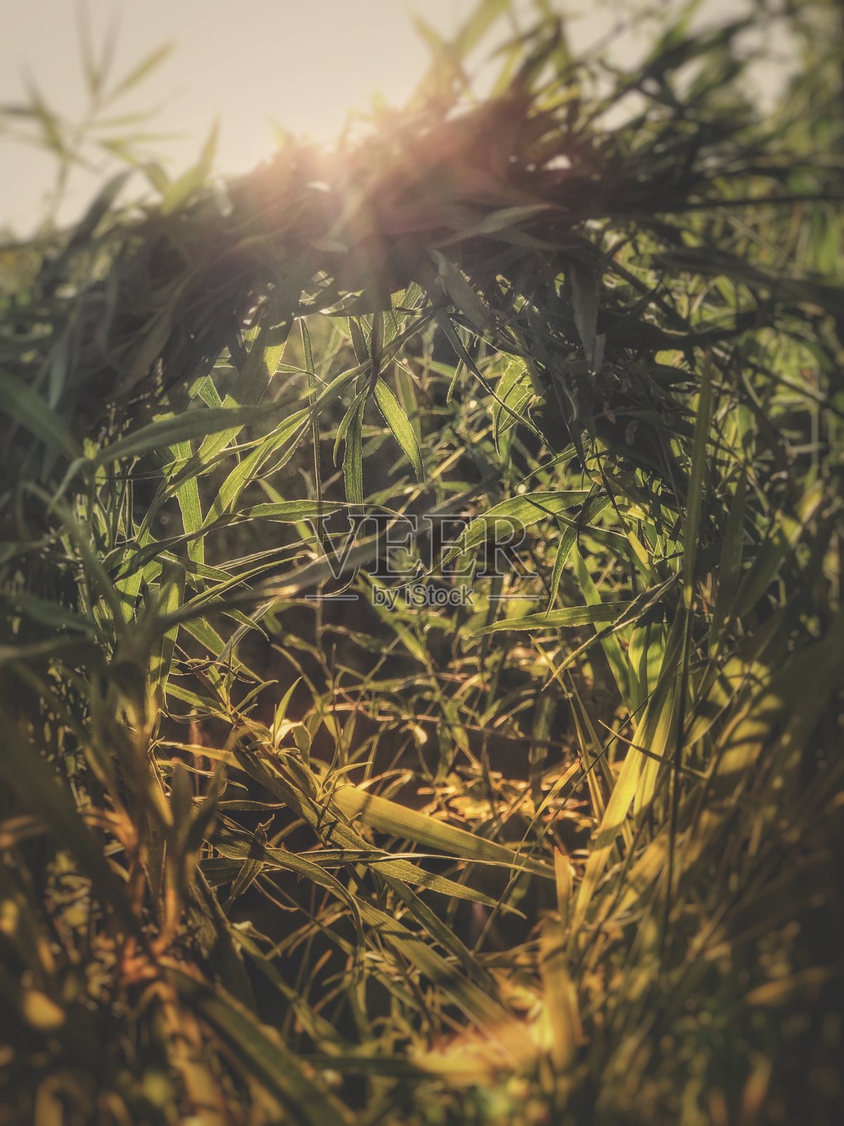 草绕太阳照片摄影图片