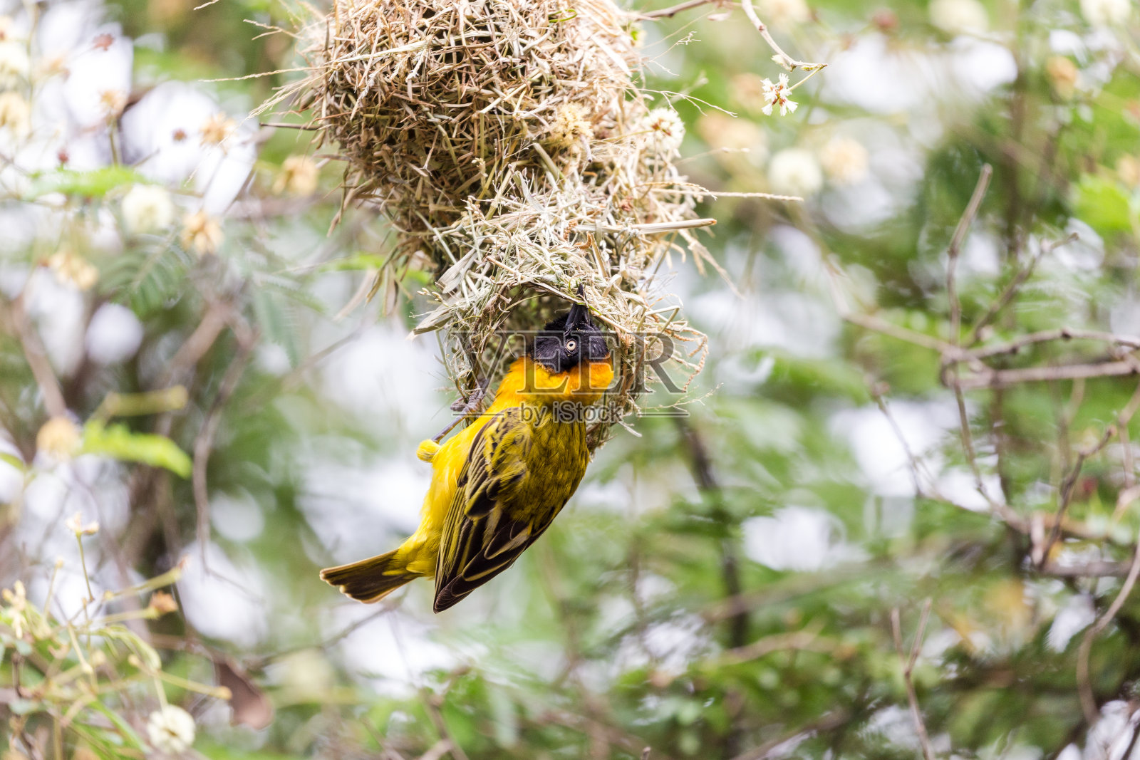 斯派克的韦弗。照片摄影图片
