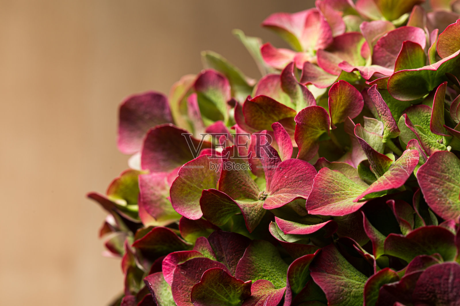 红色绣球花花束在一个木制的背景照片摄影图片