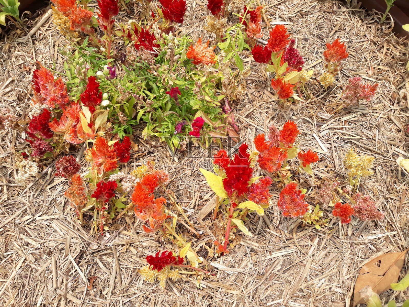 澳大利亚斯特拉斯菲尔德的美丽花朵。照片摄影图片