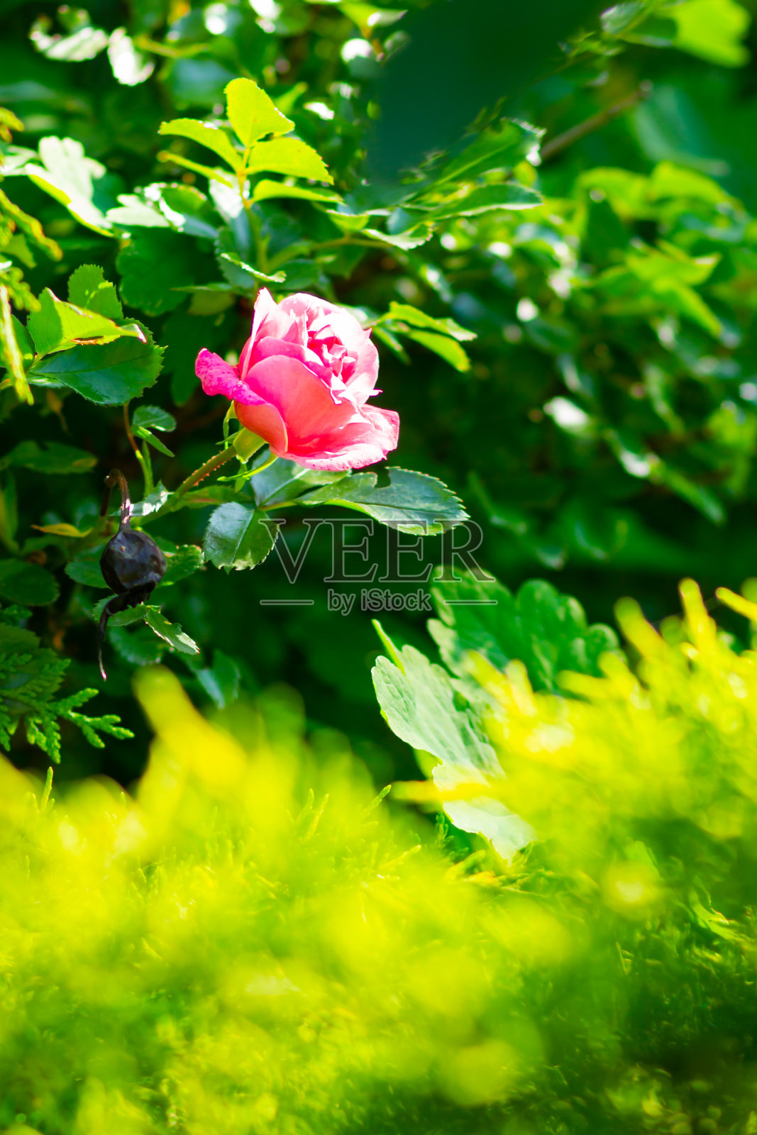 带着雨滴的粉红色玫瑰花。美丽的粉红色玫瑰在花园里。玫瑰花在模糊的背景上盛开。本空间照片摄影图片