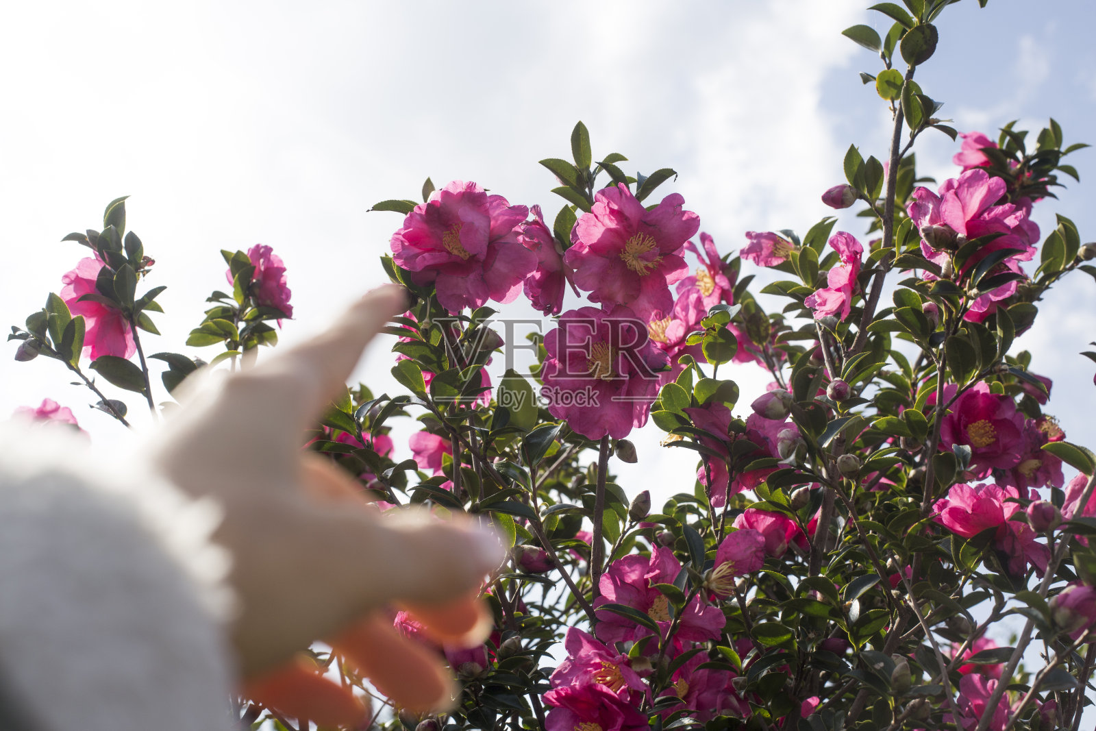 女人左手在花园里轻抚粉色山茶花照片摄影图片