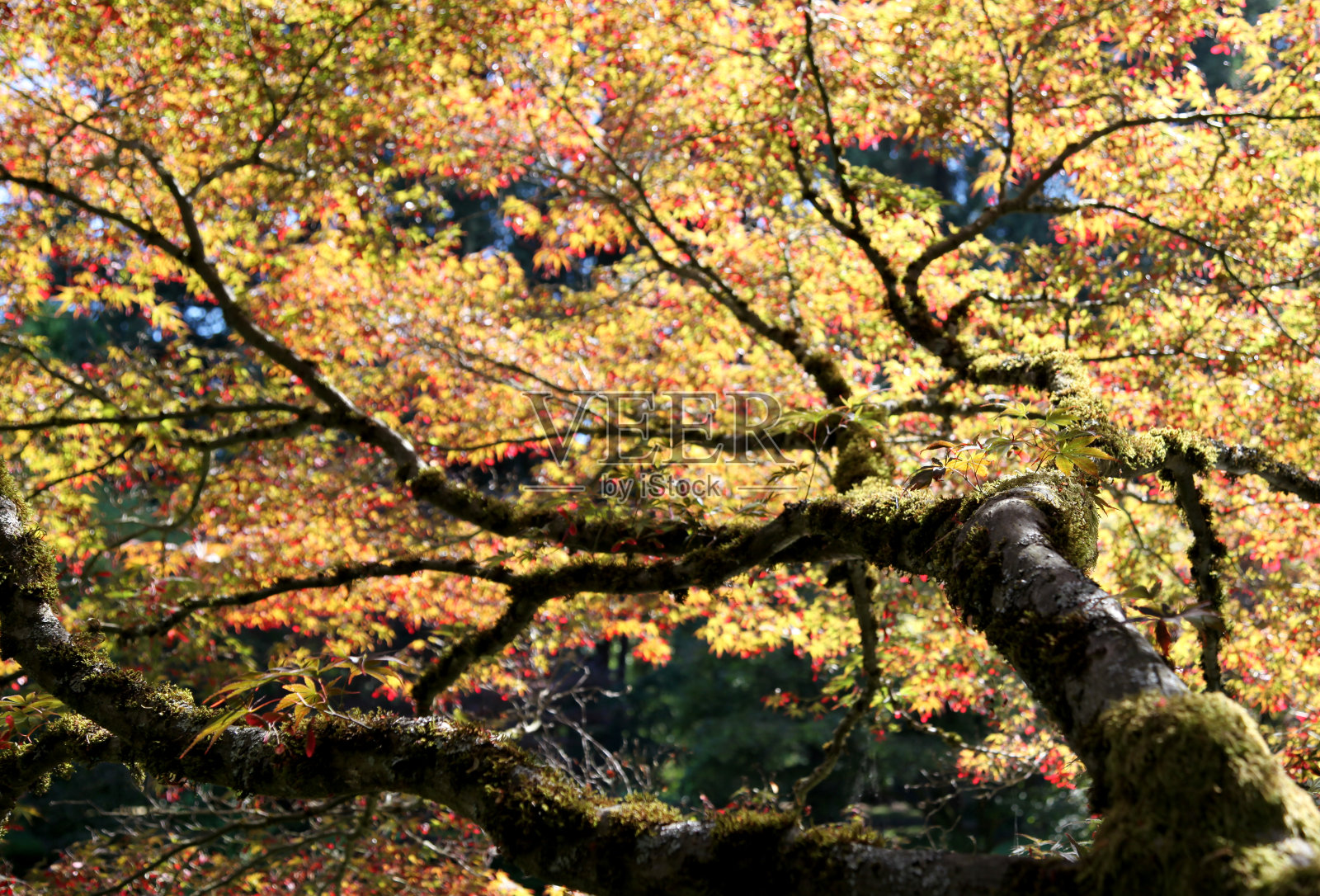 透过一棵树望向天空照片摄影图片