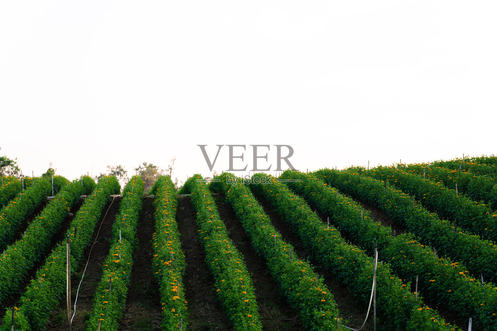 在农村的万寿菊田地里,夏天的太阳。照片摄影图片