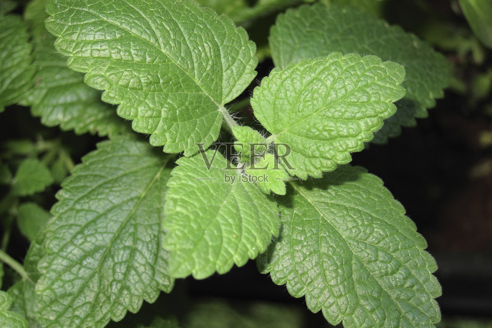 梅丽莎officinalis照片摄影图片