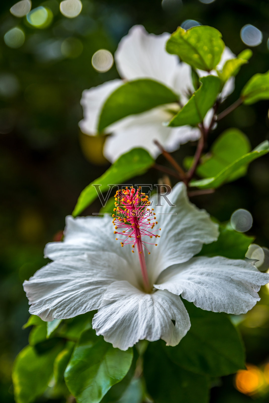夏威夷毛伊岛的白色木槿照片摄影图片
