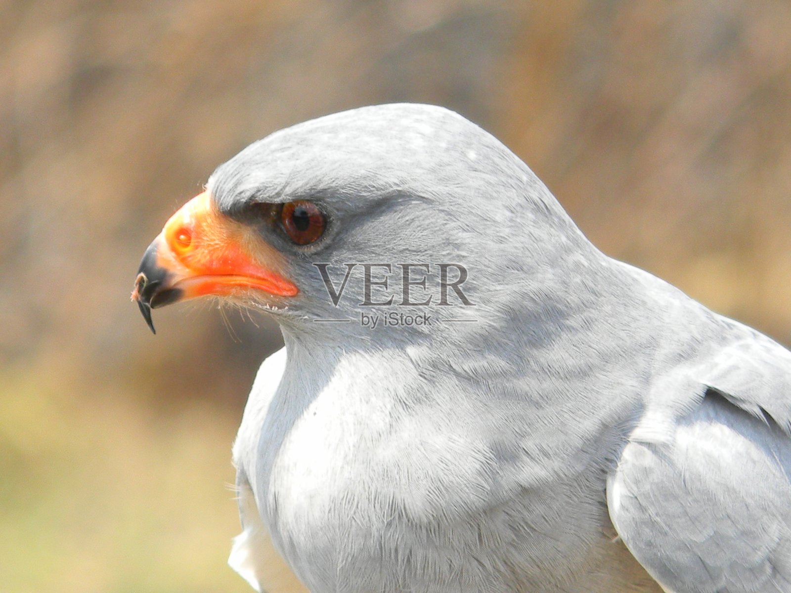 南非的猛禽照片摄影图片