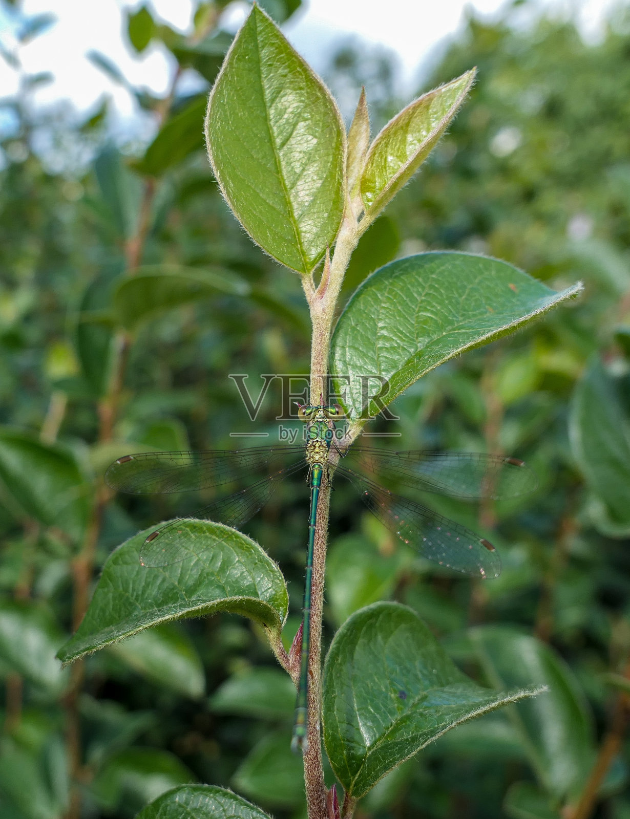 莫斯科的新鲜植物叶子上的绿色小蜻蜓照片摄影图片