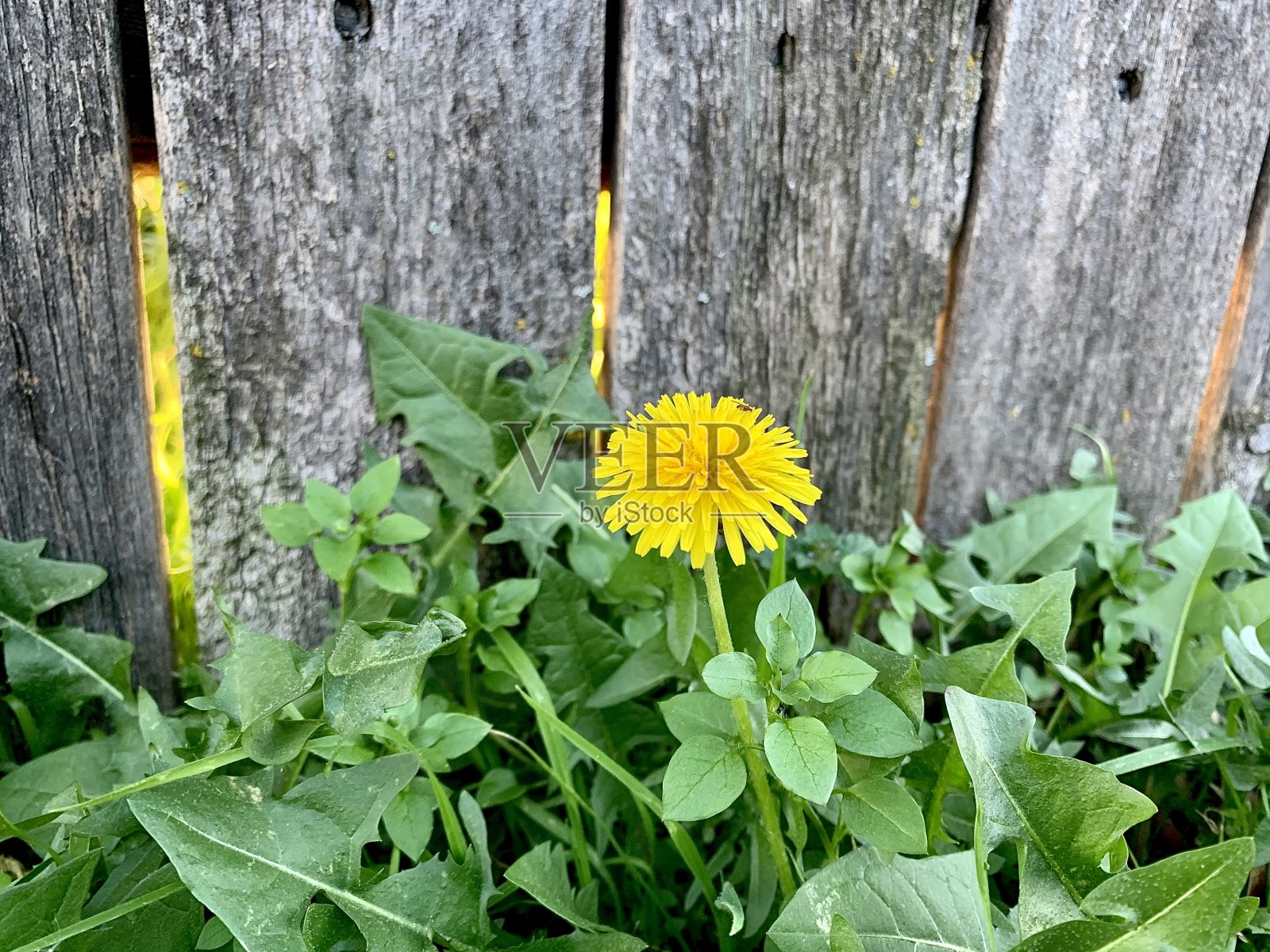 简单的照片摄影图片