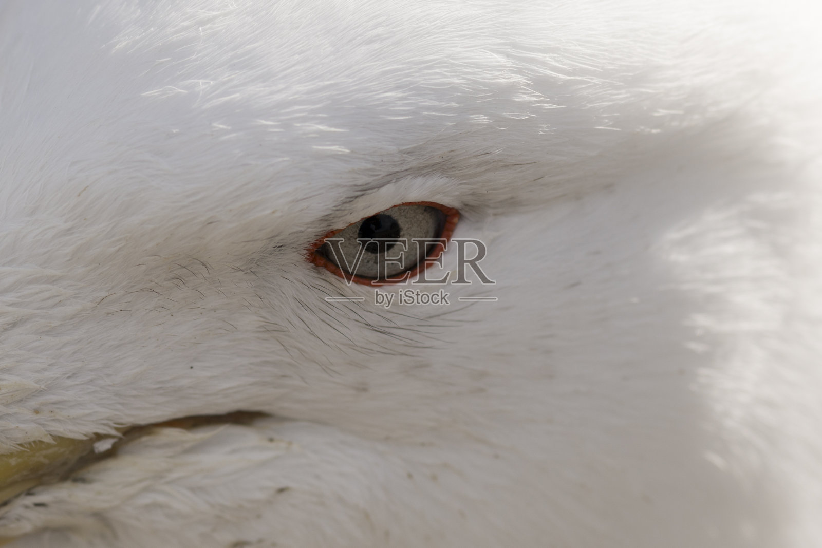 大西洋海岸的海鸥。南美洲。照片摄影图片