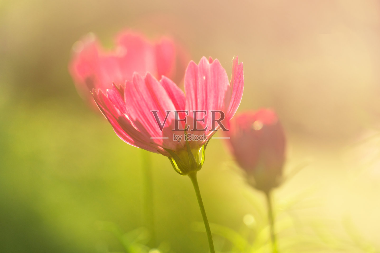 粉红色的花自然柔和的夏天阳光在绿色的田园背景照片摄影图片