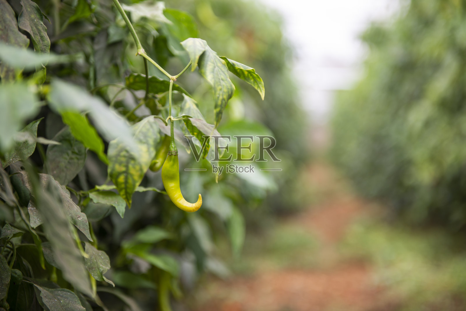 温室里绿色辣椒的特写镜头照片摄影图片