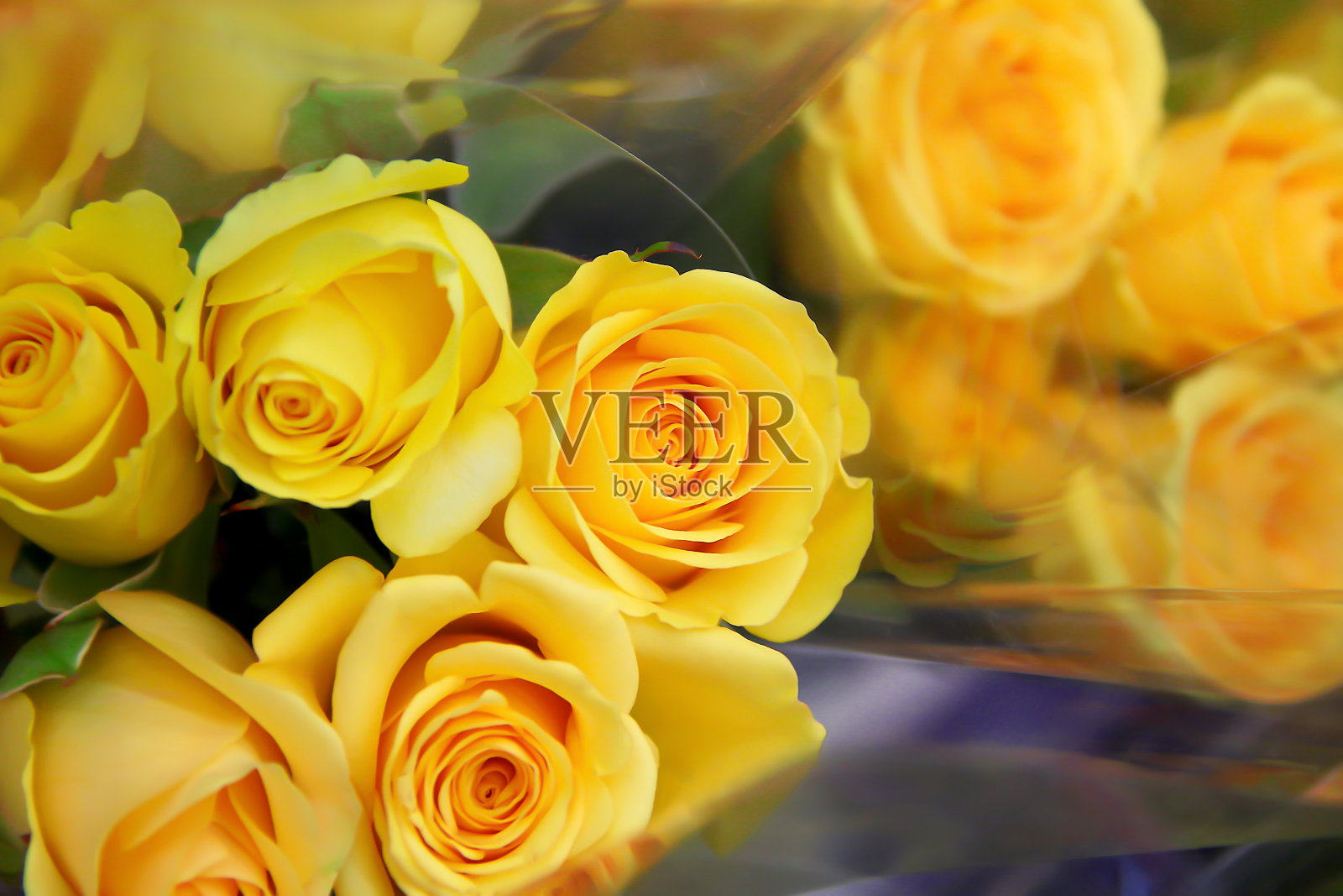 黄色玫瑰花束盛开在半透明的塑料背景俯视图照片摄影图片