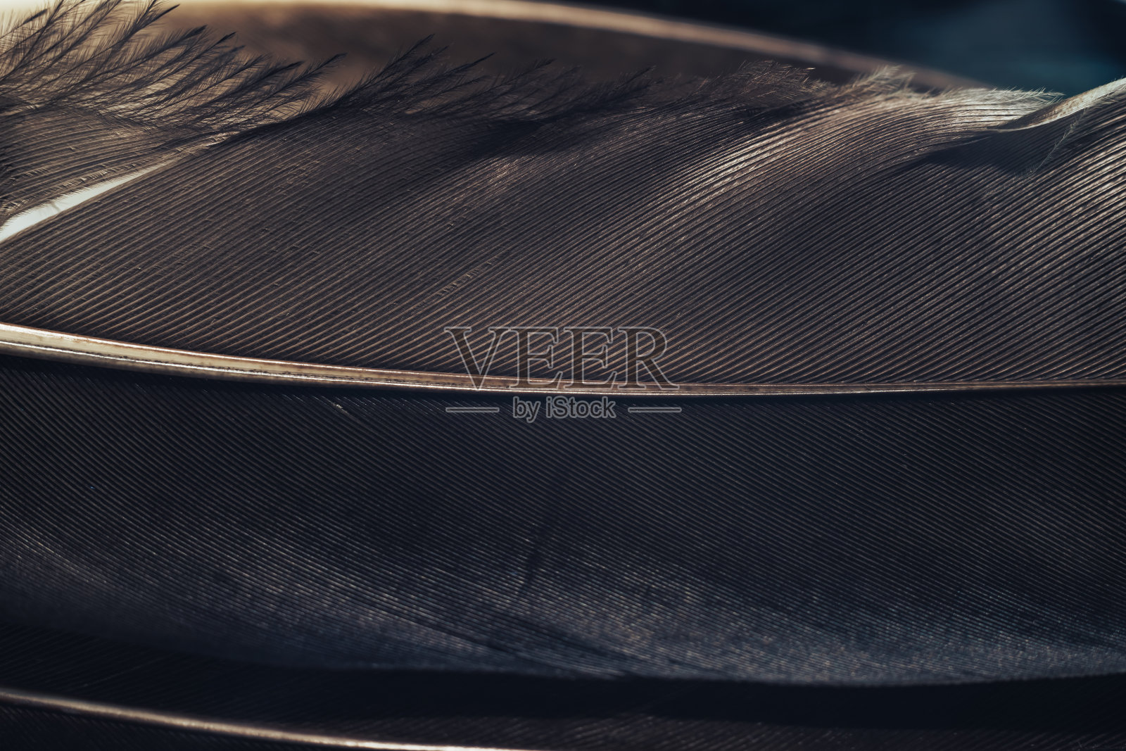 近美丽的彩色鸭鸟羽毛图案的背景设计纹理。微距摄影的看法。照片摄影图片