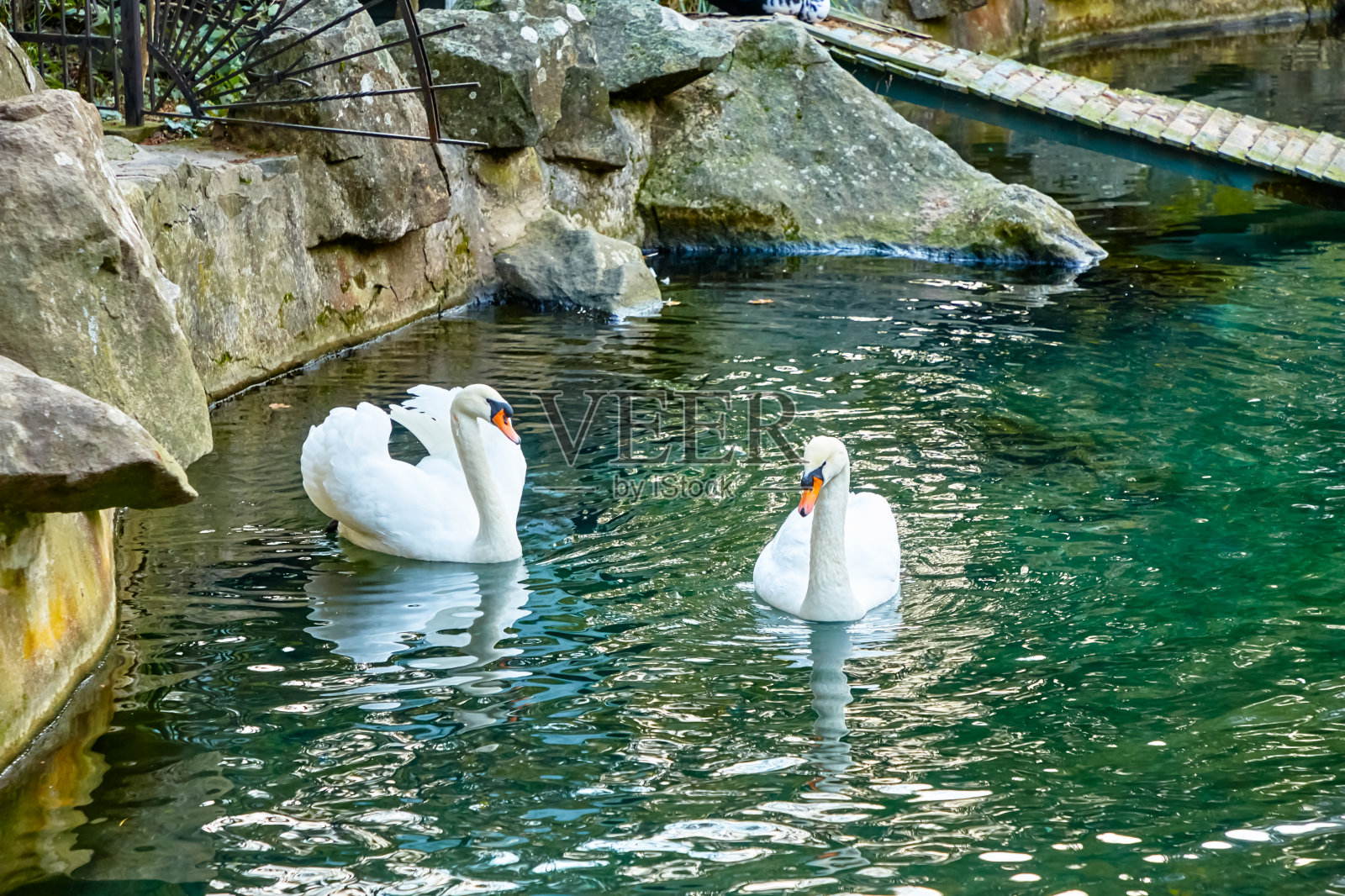 白天鹅在绿色的池塘里游泳照片摄影图片