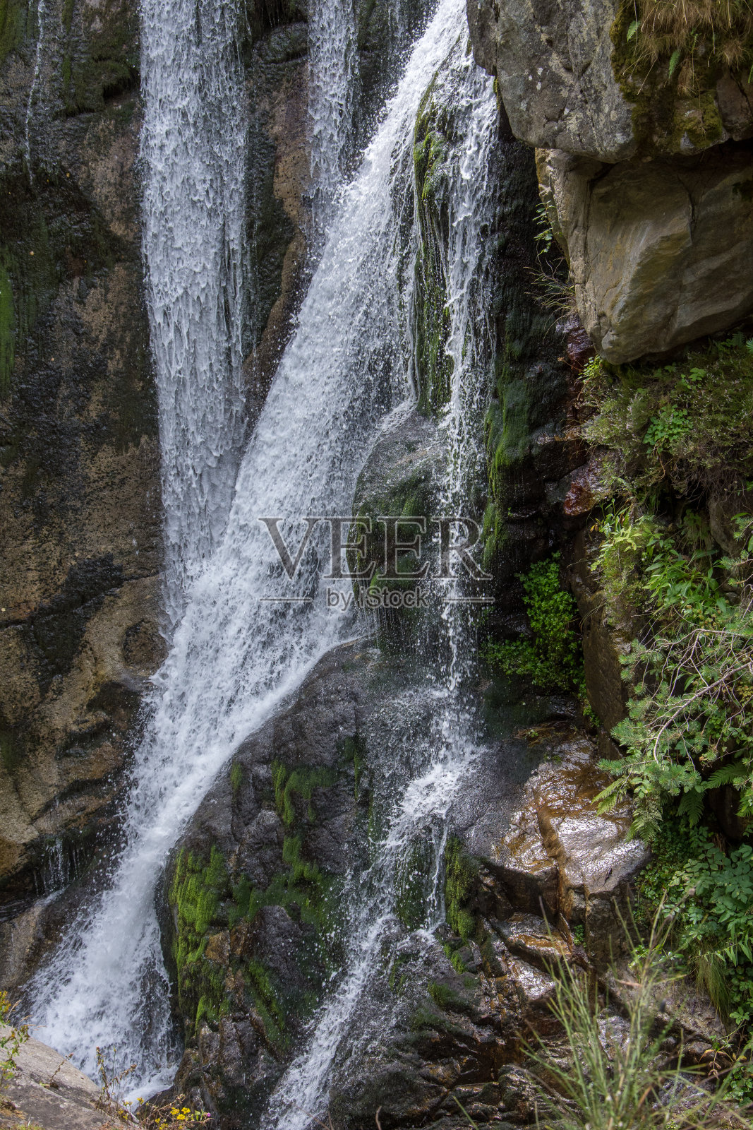 发现了法国东部比利牛斯山脉及其动植物群照片摄影图片