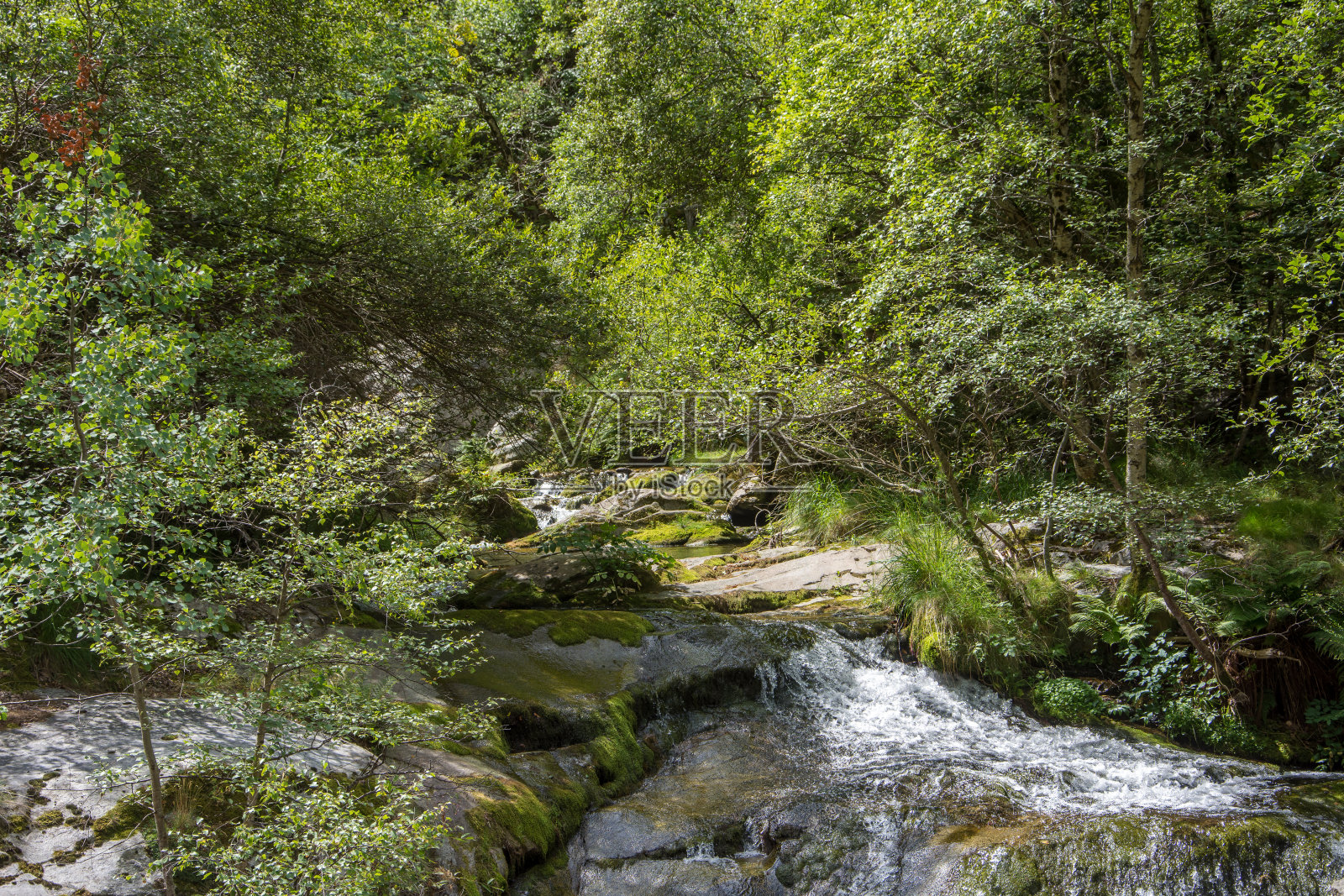 发现了法国东部比利牛斯山脉及其动植物群照片摄影图片
