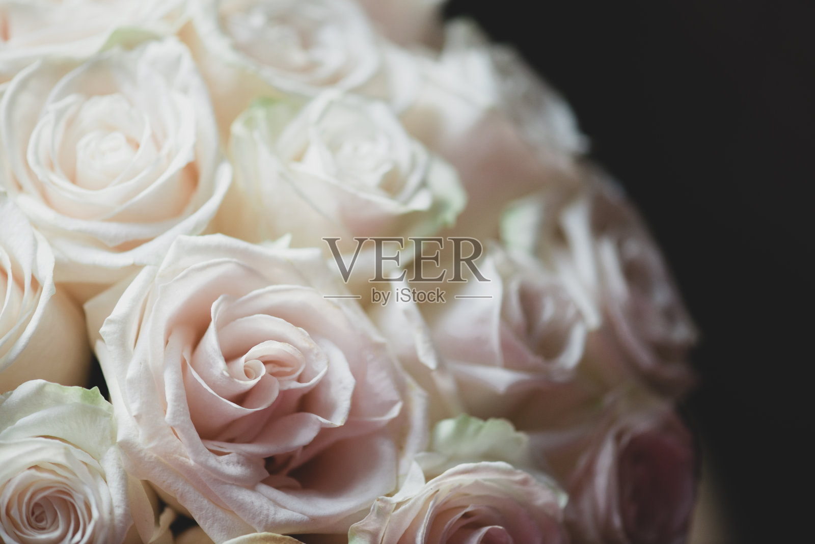 玫瑰花的背景照片摄影图片