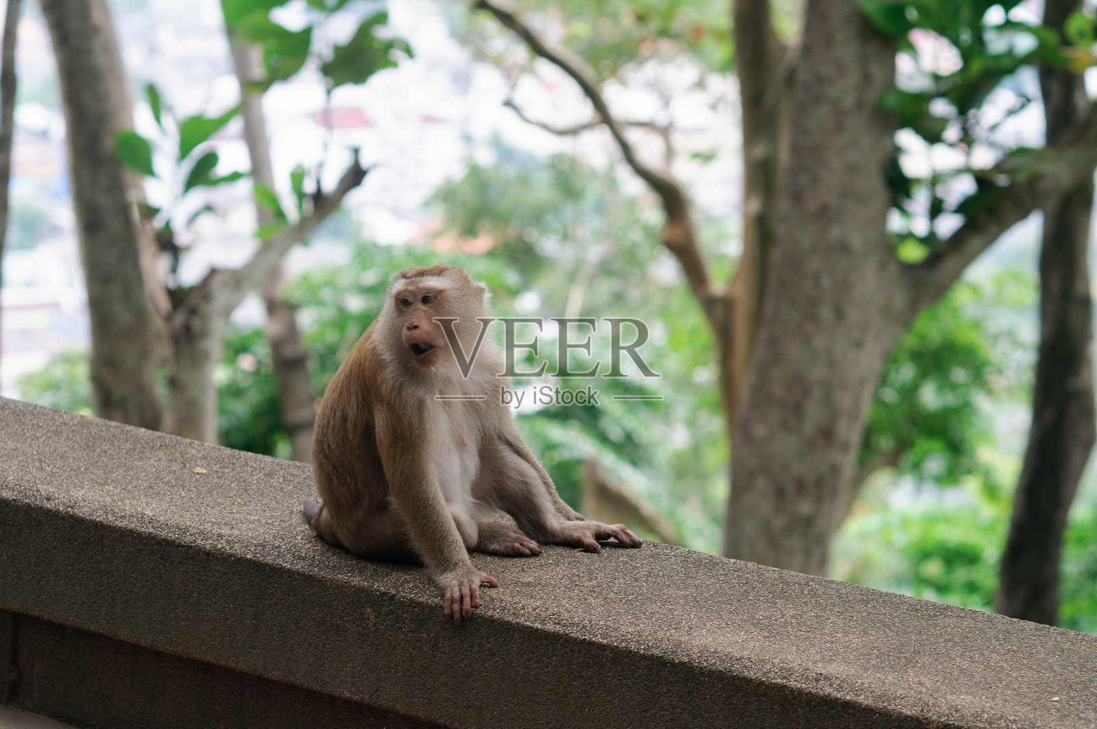 普吉岛公园里的一只野生猕猴。照片摄影图片