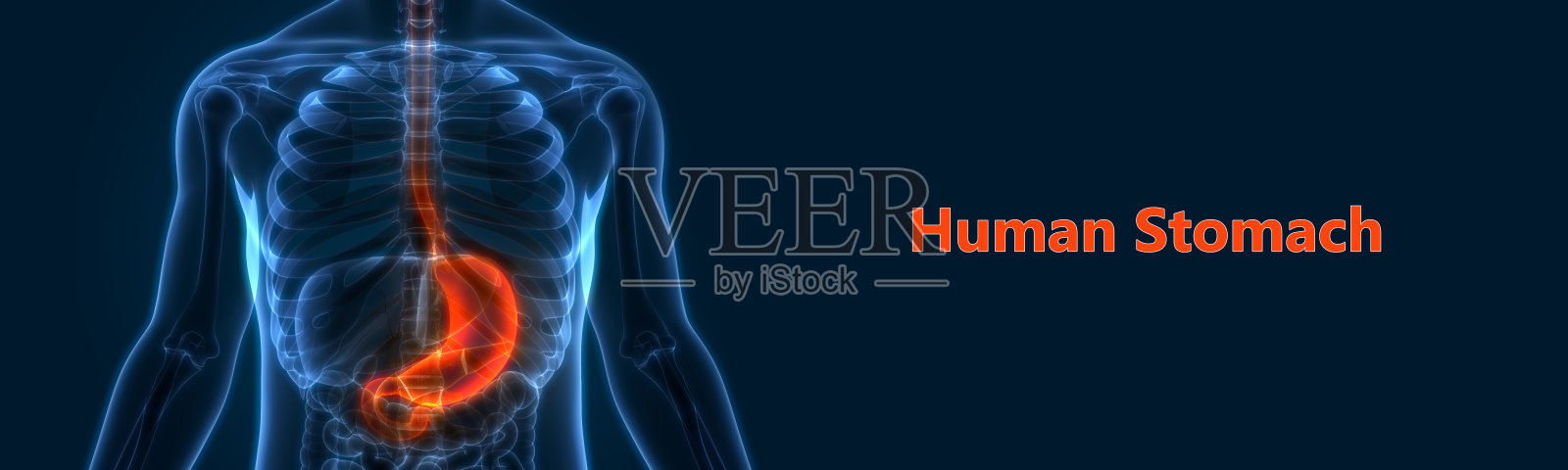 人体消化系统胃解剖学照片摄影图片