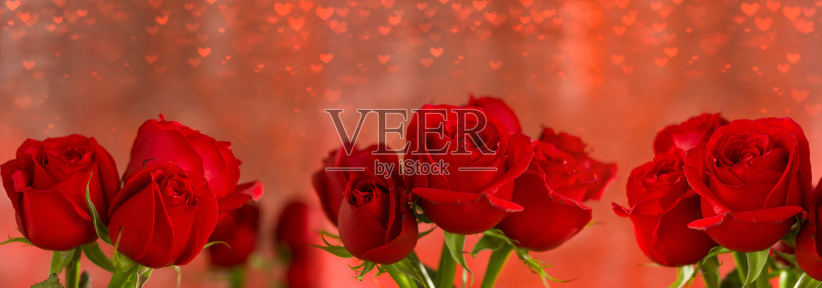 红玫瑰背景心搏光照片摄影图片