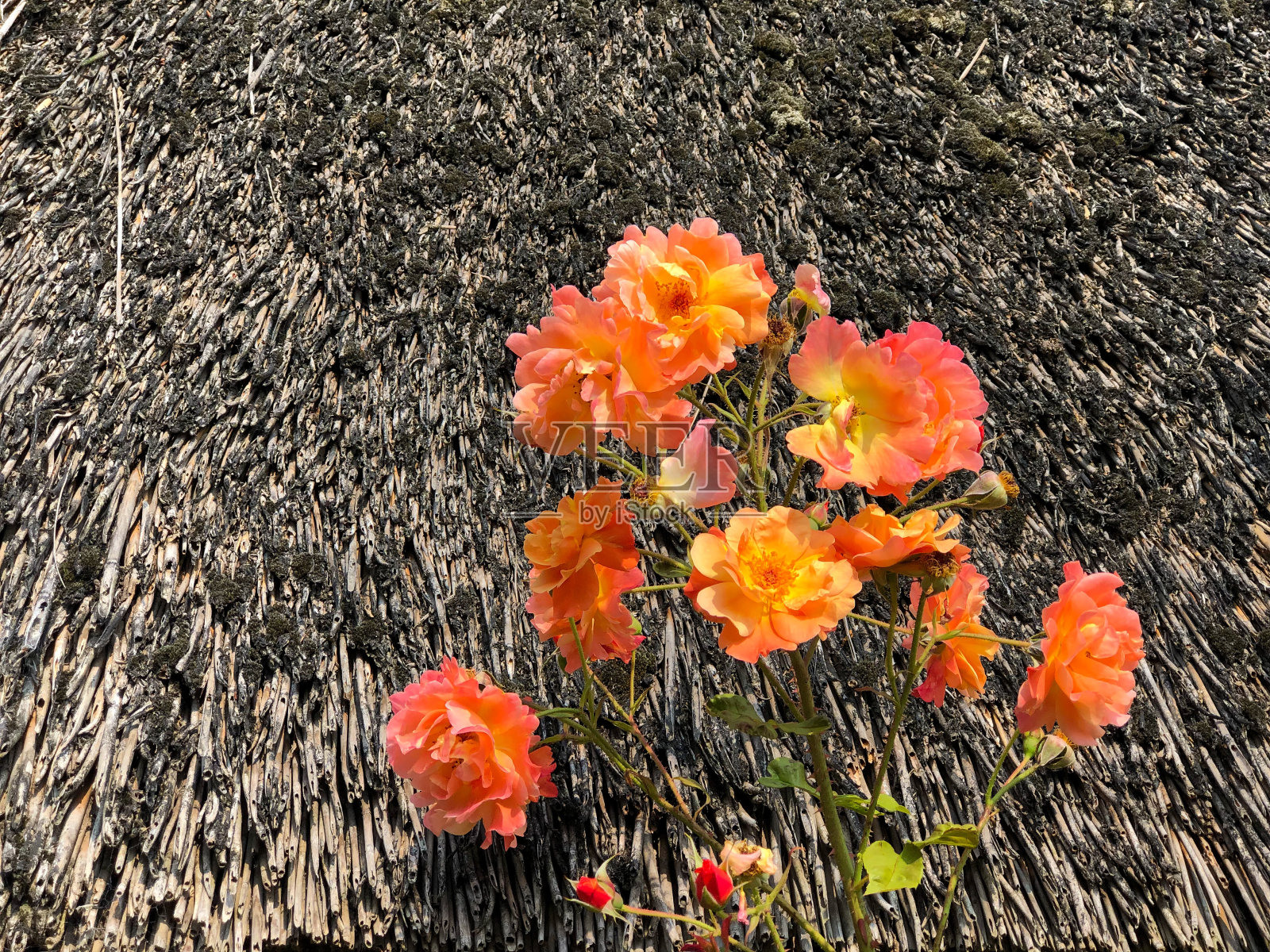 橙色玫瑰照片摄影图片