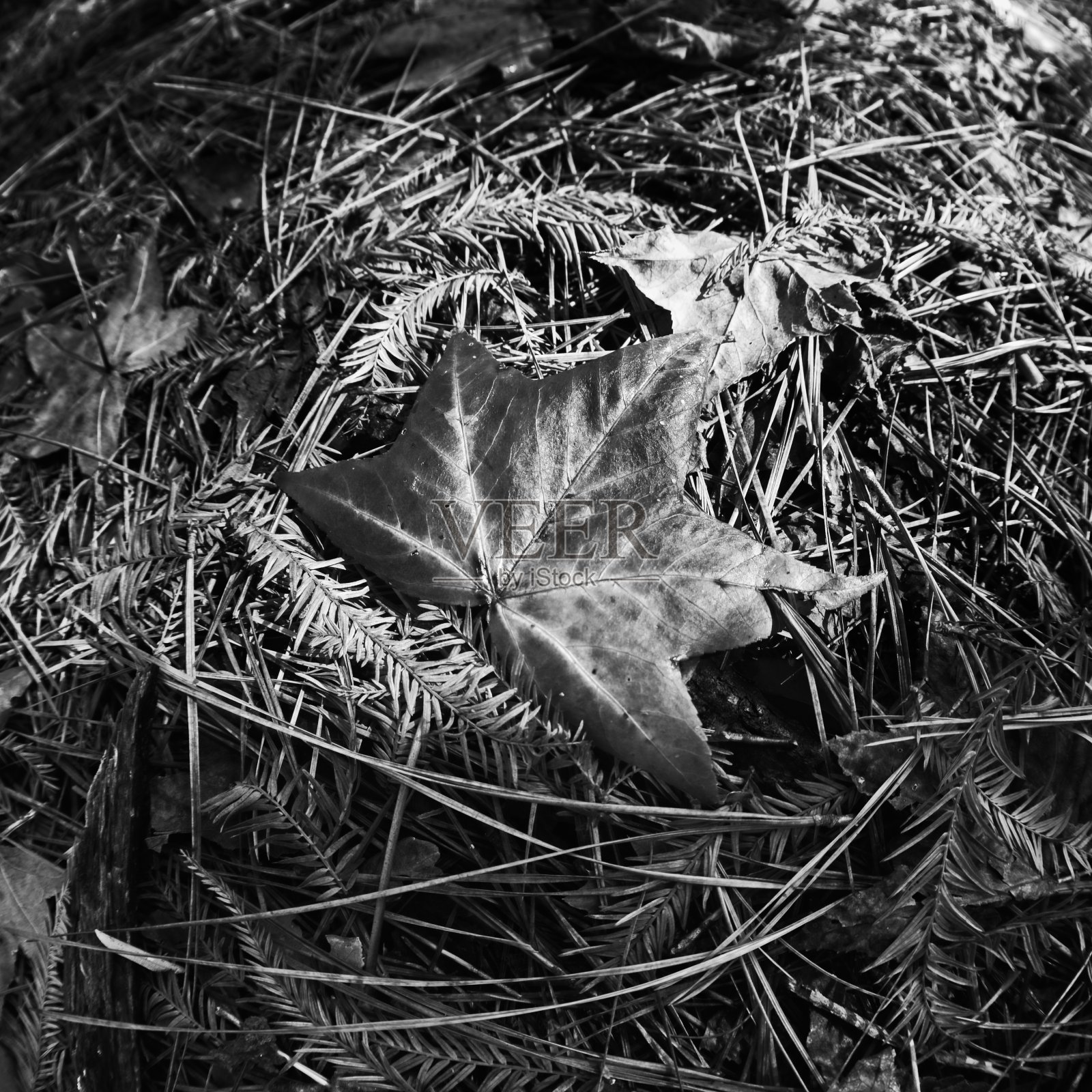 森林地面上的红色落叶B&W照片摄影图片