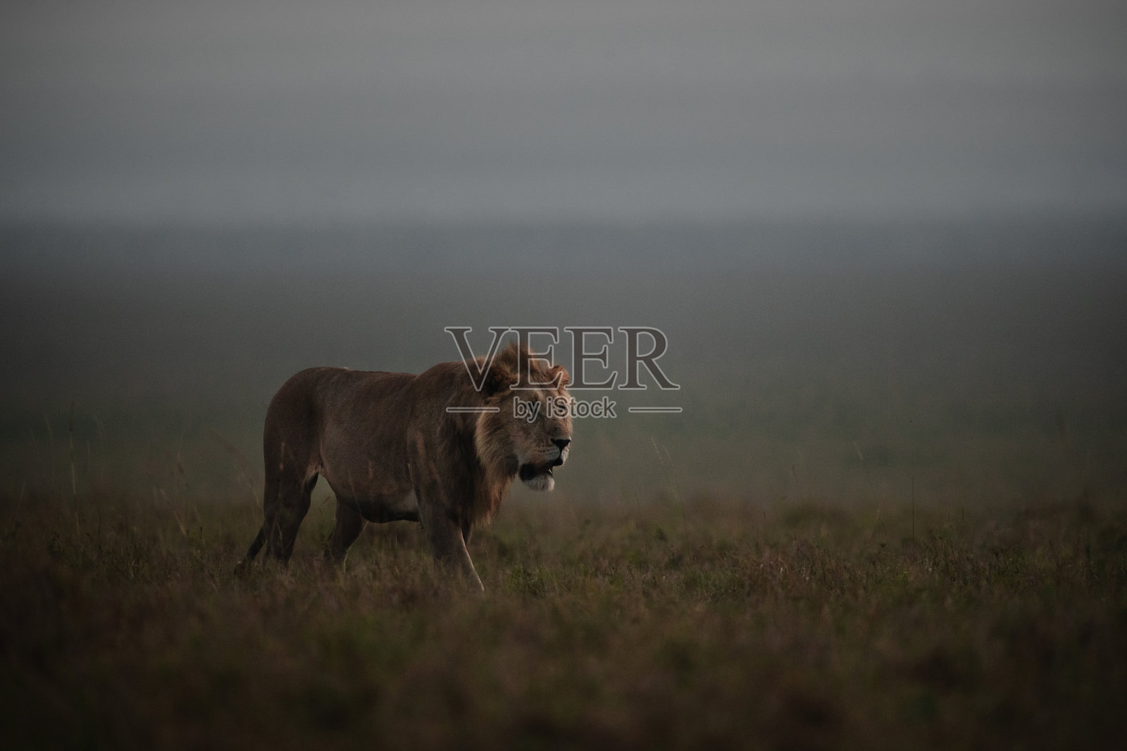 在马赛马拉行走的雄狮。照片摄影图片