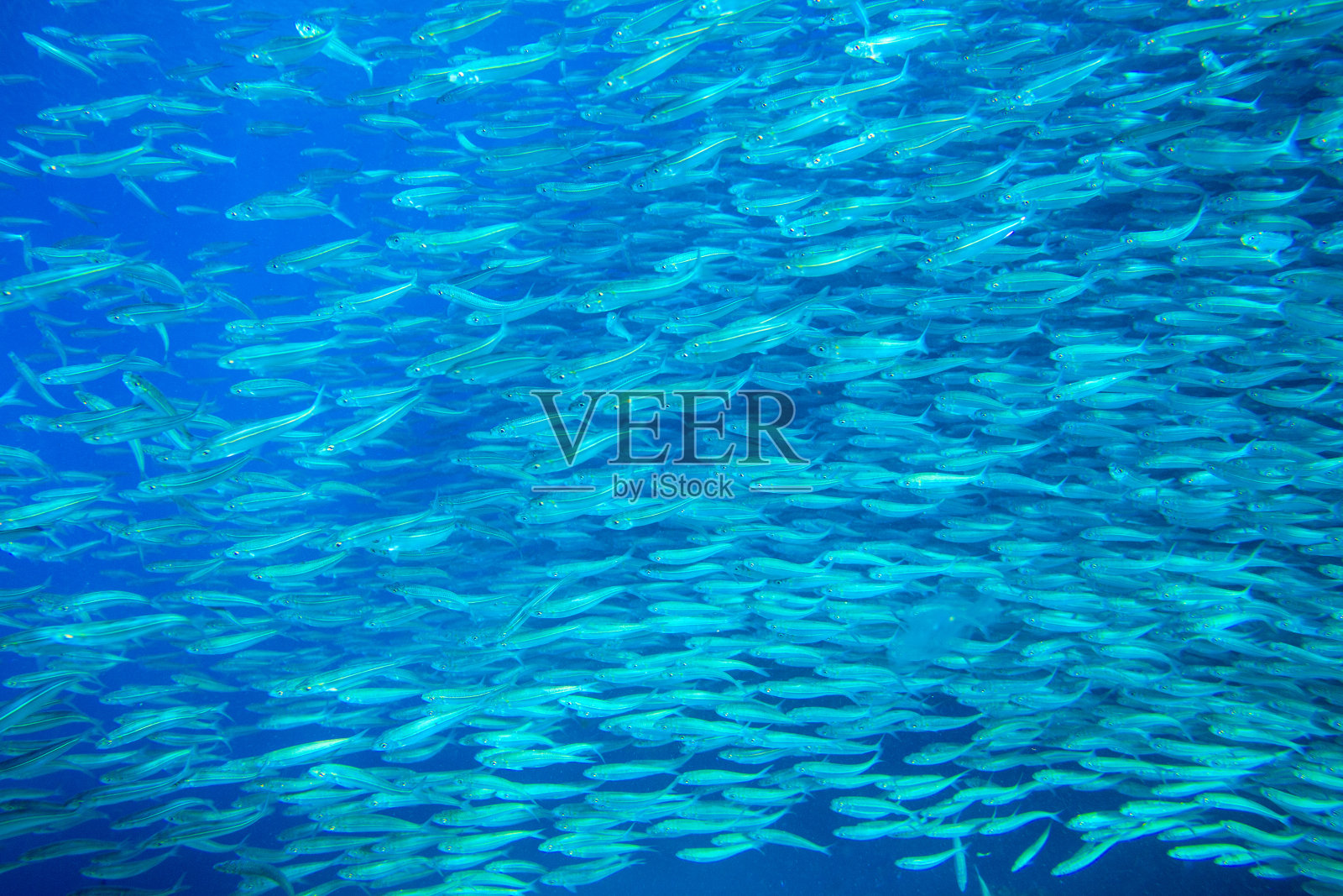 蓝水中的沙丁鱼学校特写。Seafish水下照片。海水中的远洋鱼类群落旋转木马。照片摄影图片