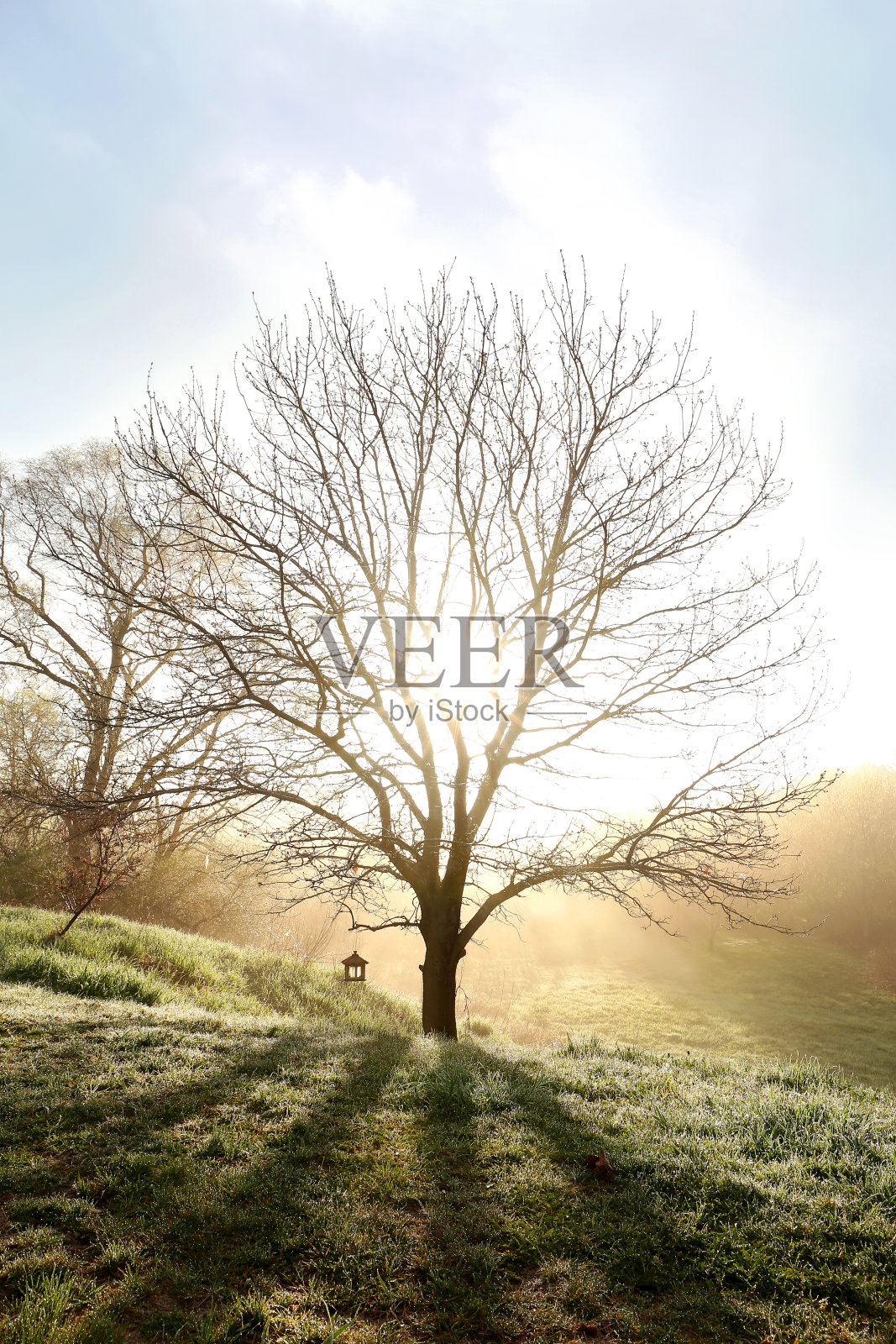 光秃秃的树枝春天橡树在晨雾中发光照片摄影图片