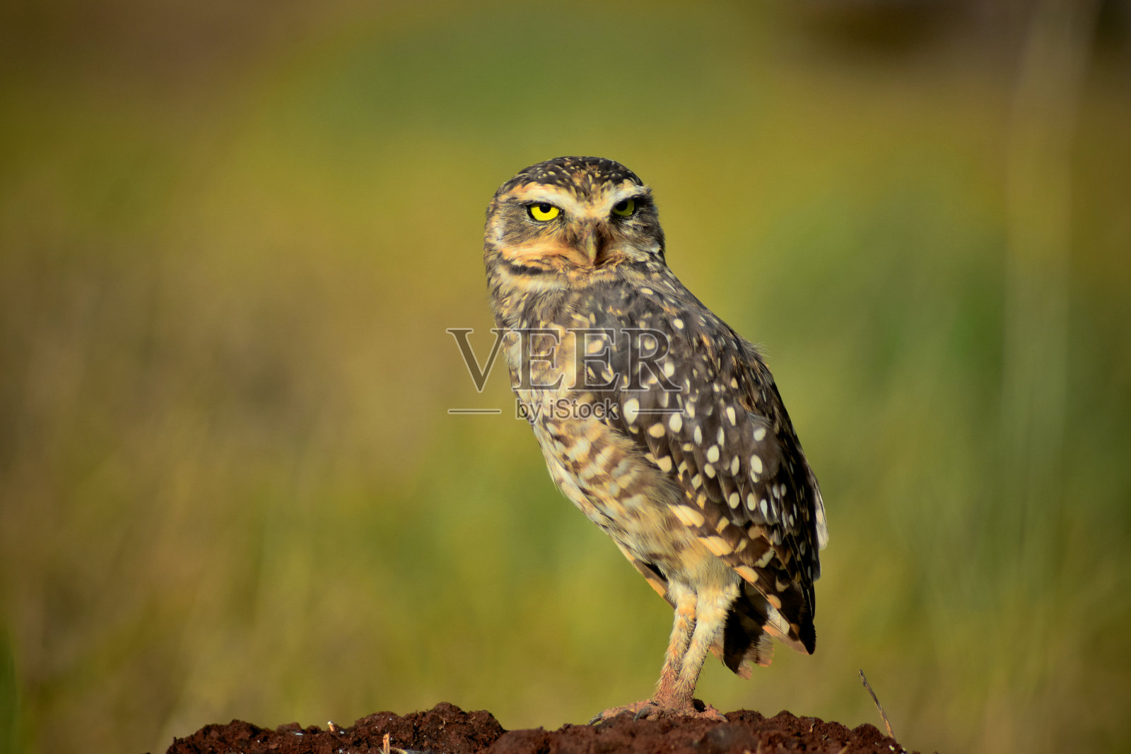 洞鸮站在草地上照片摄影图片