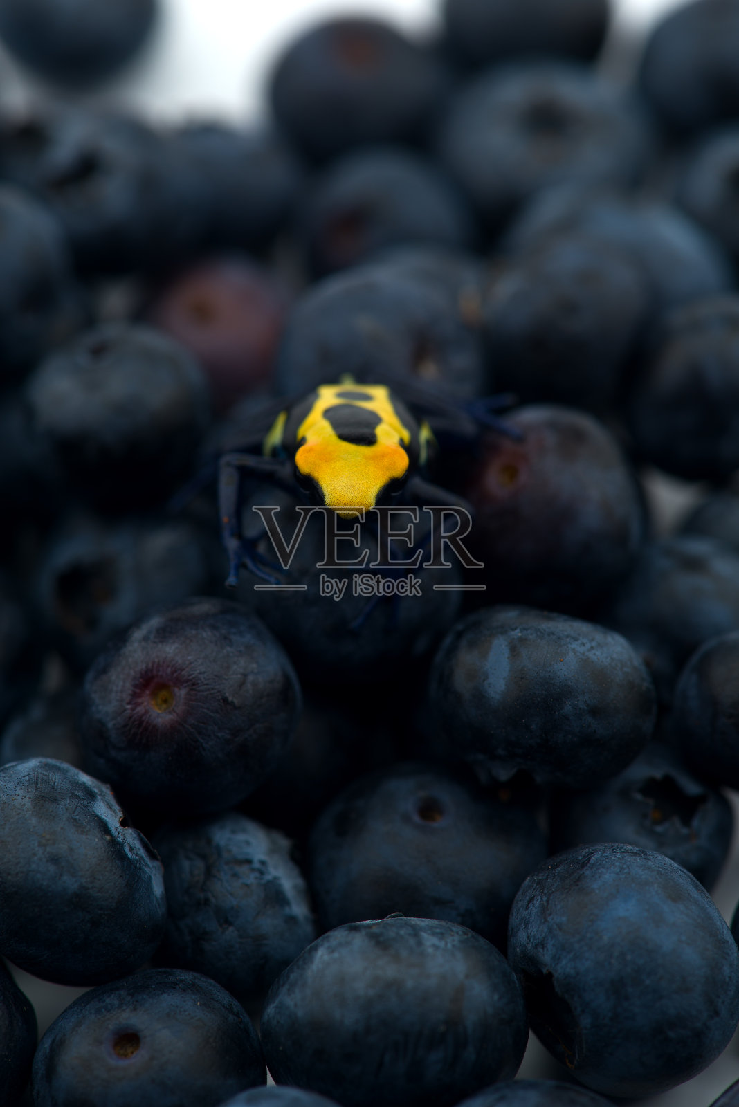 毒箭蛙坐在浆果上照片摄影图片