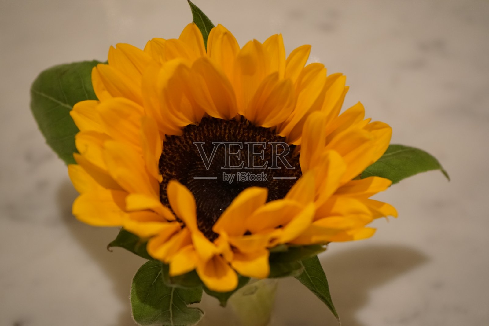 向日葵照片摄影图片