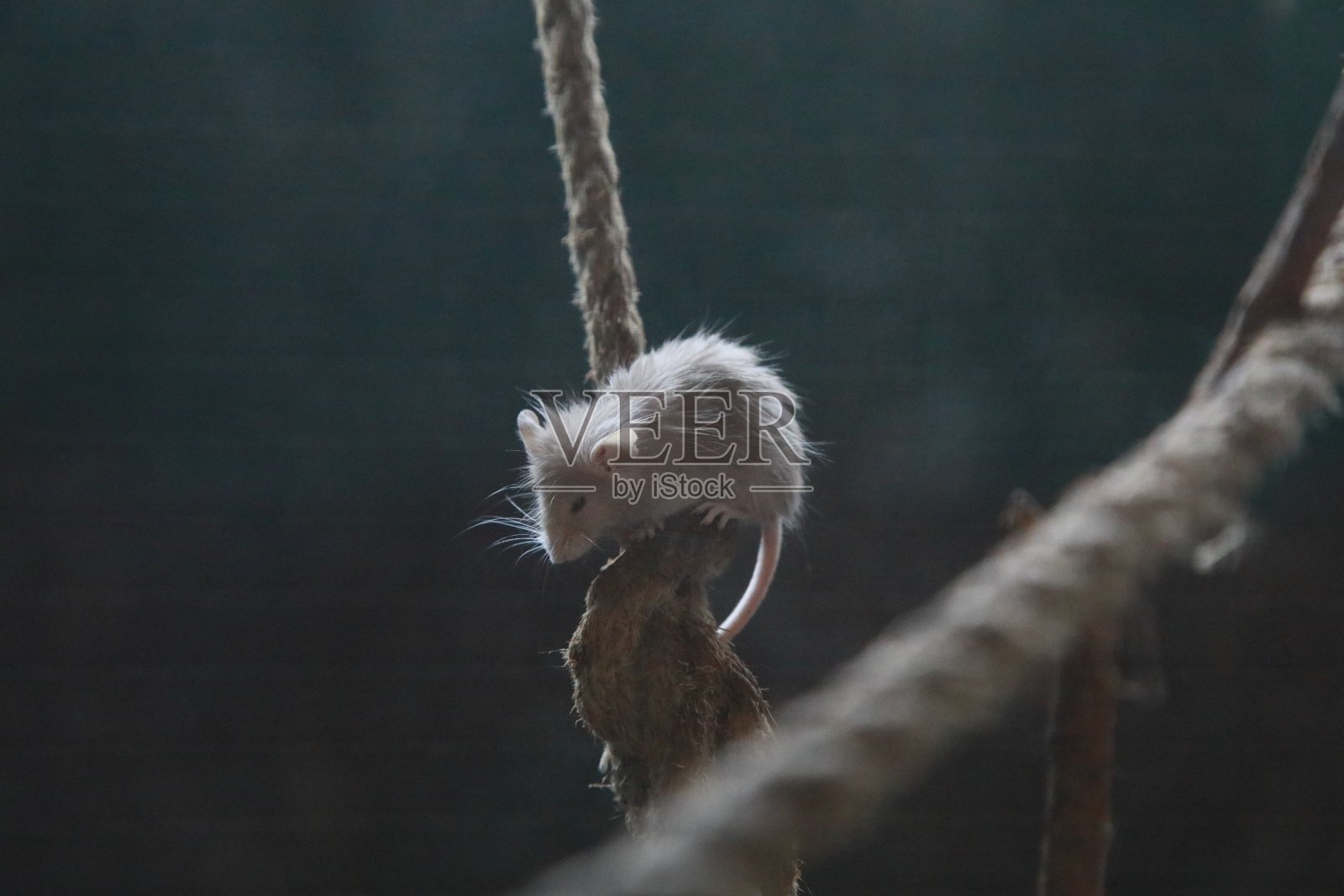 绳子上的小老鼠的特写照片摄影图片